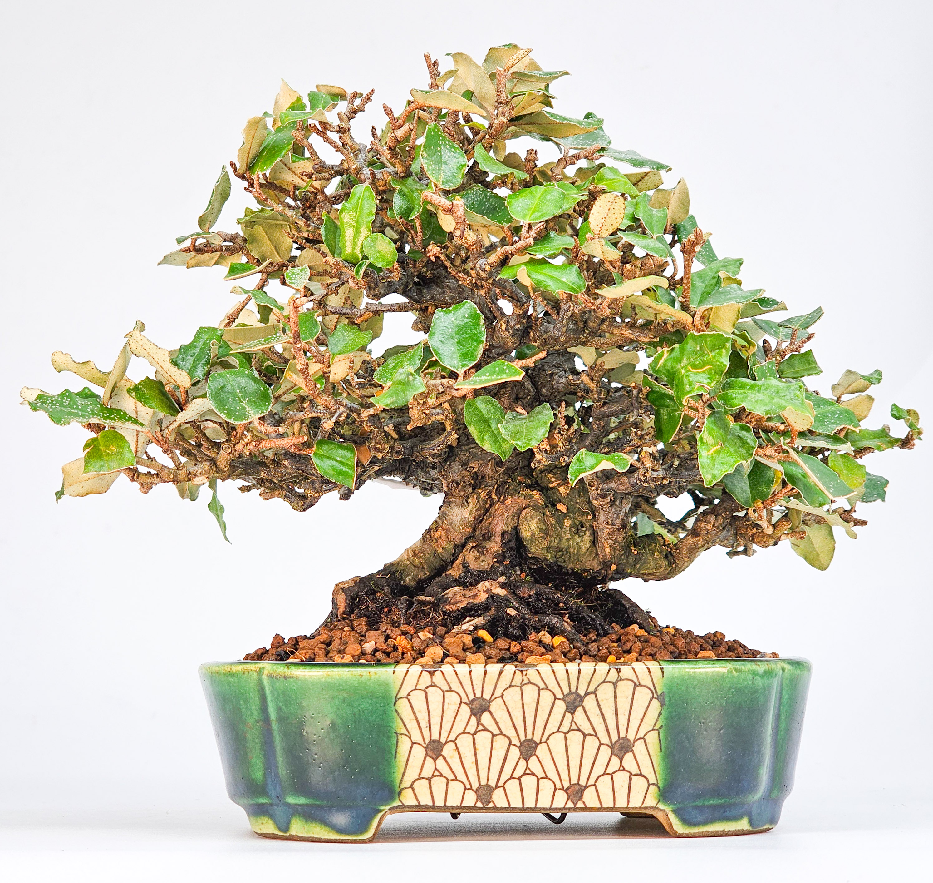 Bonsai Premium Ölweide - Elaeagnus pungens Shohin 15cm