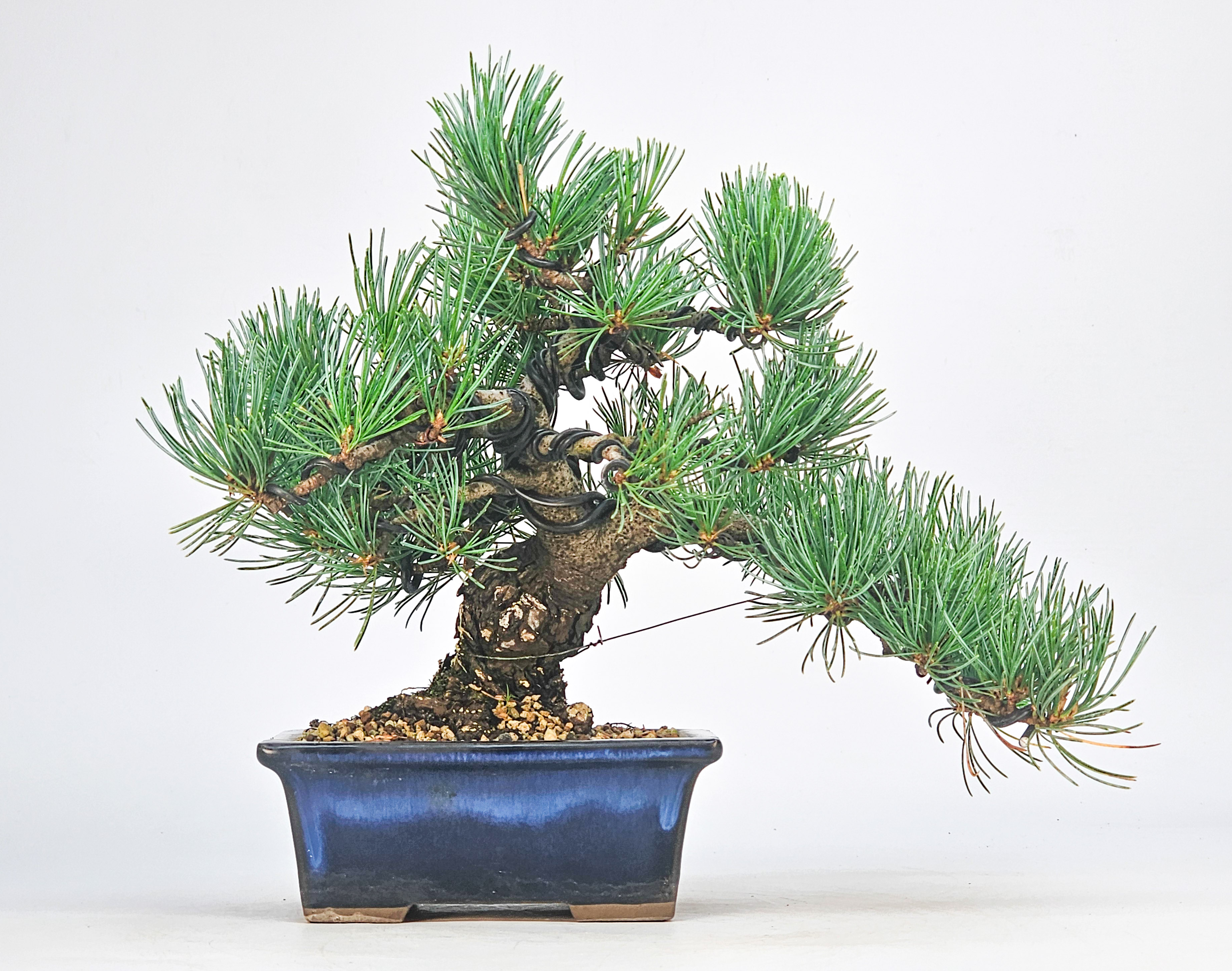 Bonsai Pinus parviflora - Mädchenkiefer Shohin 16,5cm 