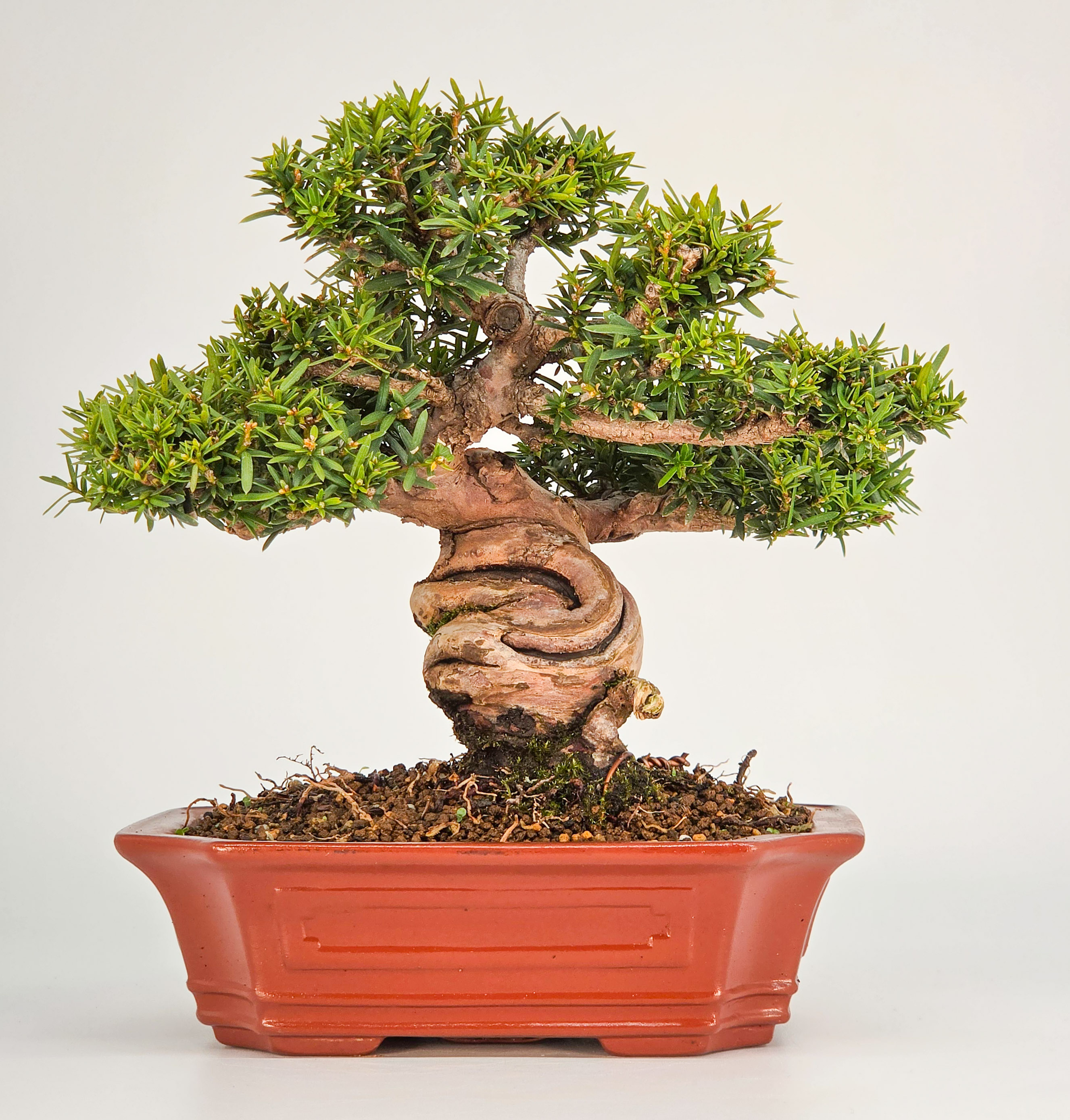 Bonsai Eibe - Taxus Shohin 17cm