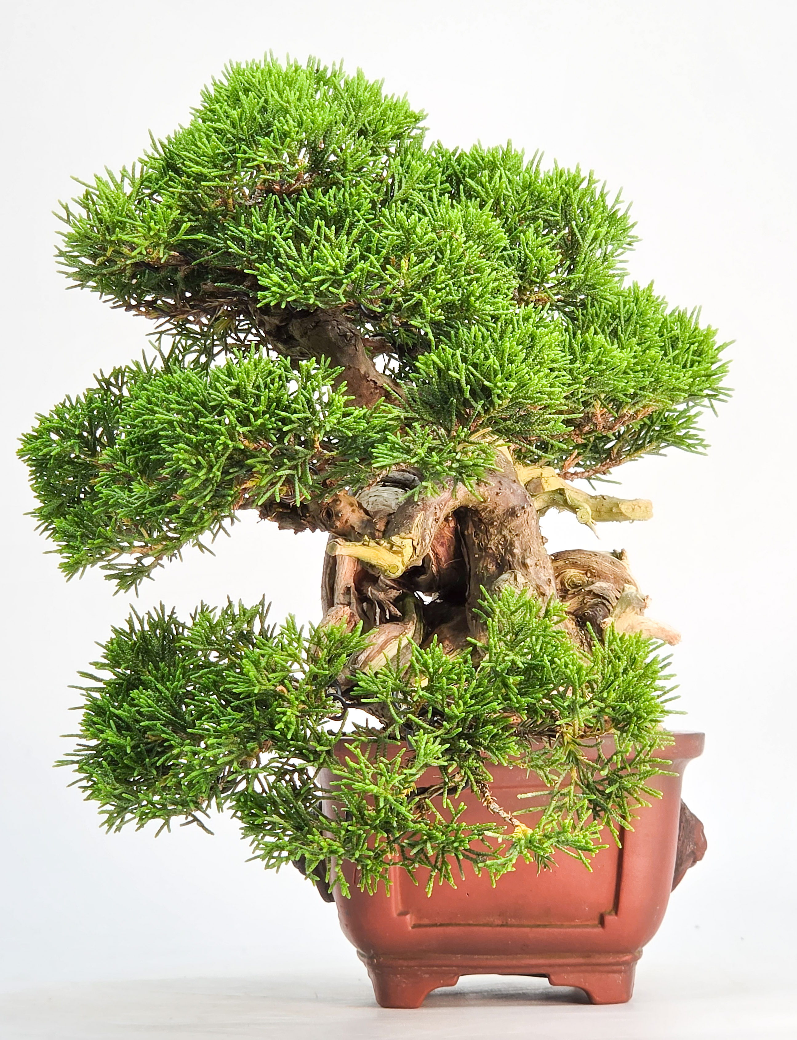 Bonsai Wacholder - Juniperus chinensis Shohin 19cm