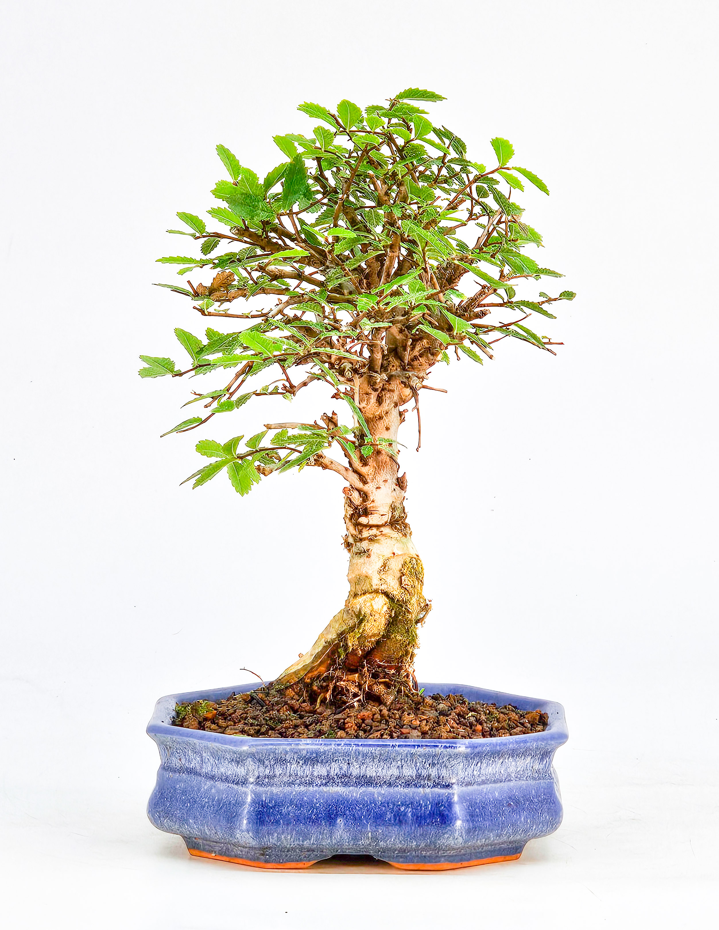 Bonsai Japanische Ulme - Ulmus parvifolia Shohin 18cm