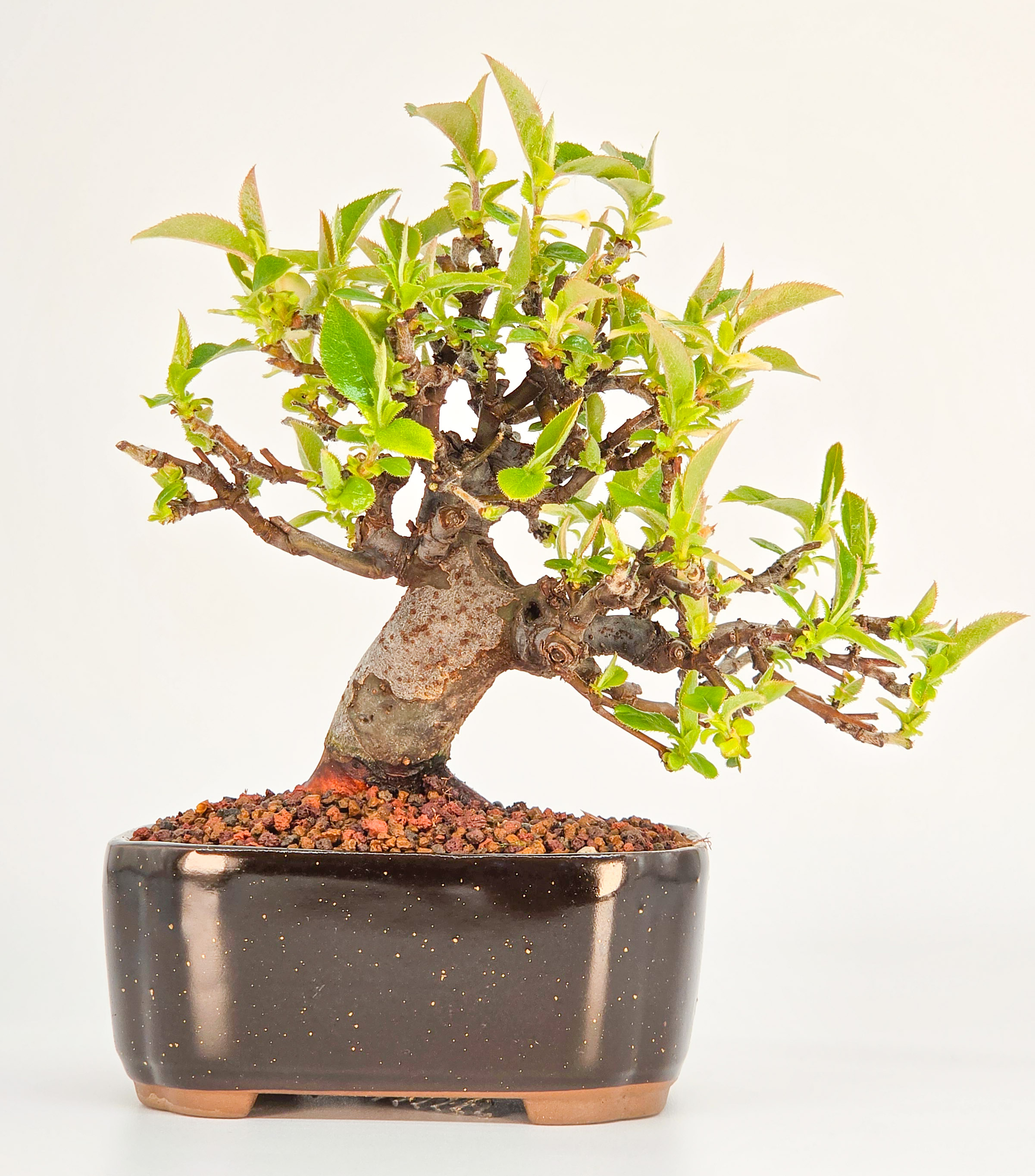 Bonsai Quitte - Pseudocydonia sinensis Shohin 10cm