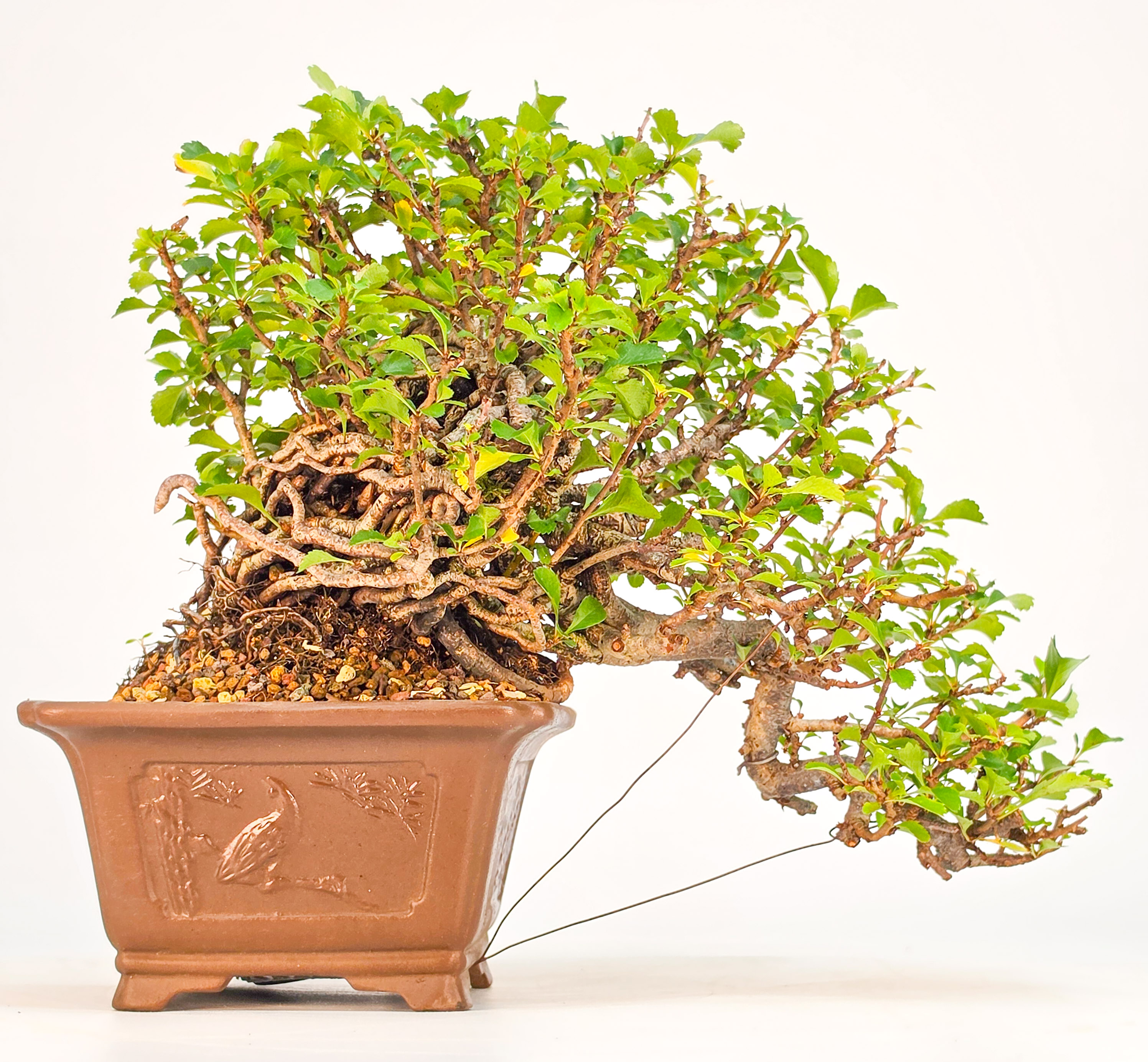 Bonsai Zierquitte - Chaenomeles Shohin 13,5cm