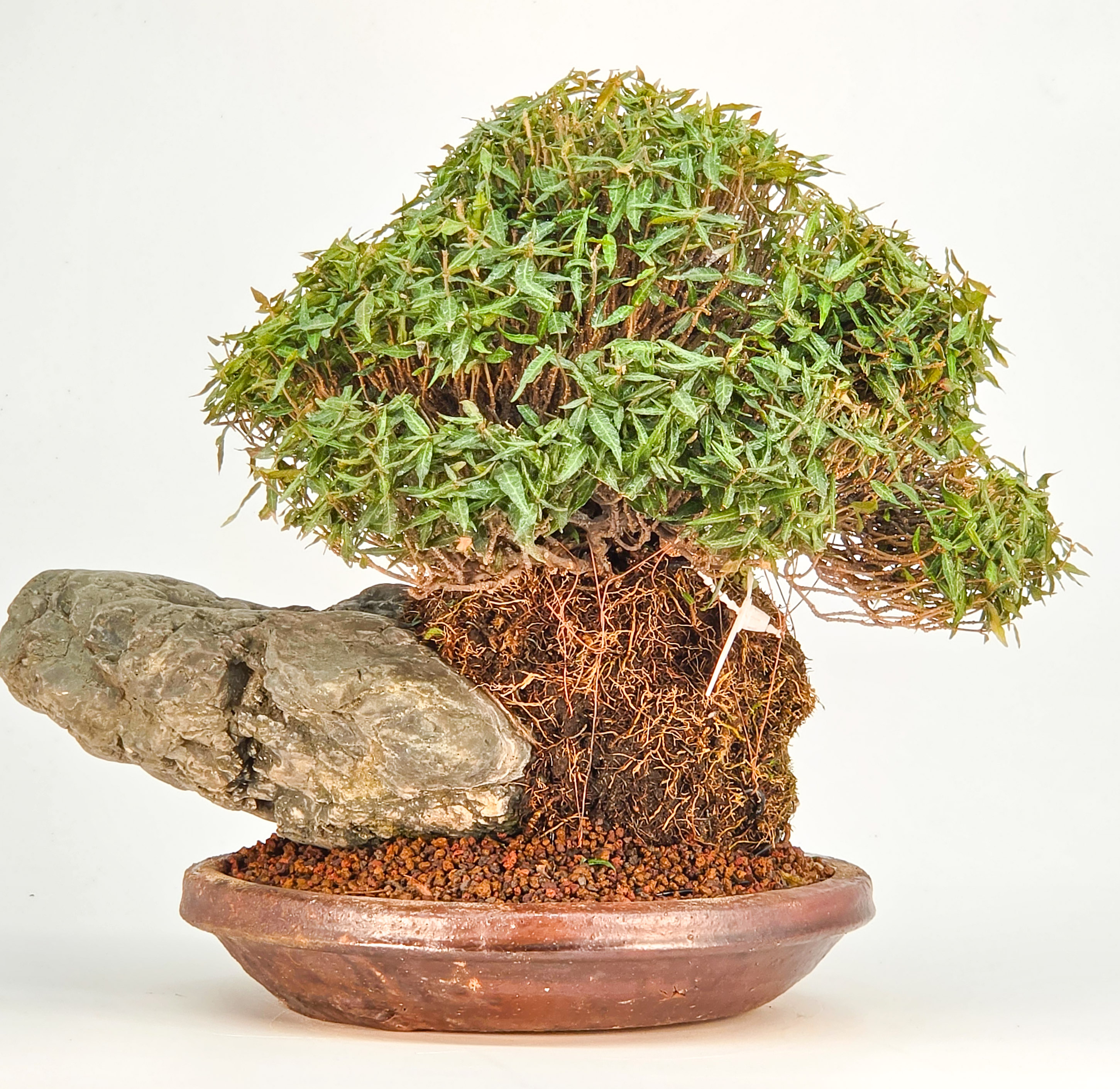 Bonsai Premium Sternjasmin - Trachelospermum asiaticum Ishizuki 20cm