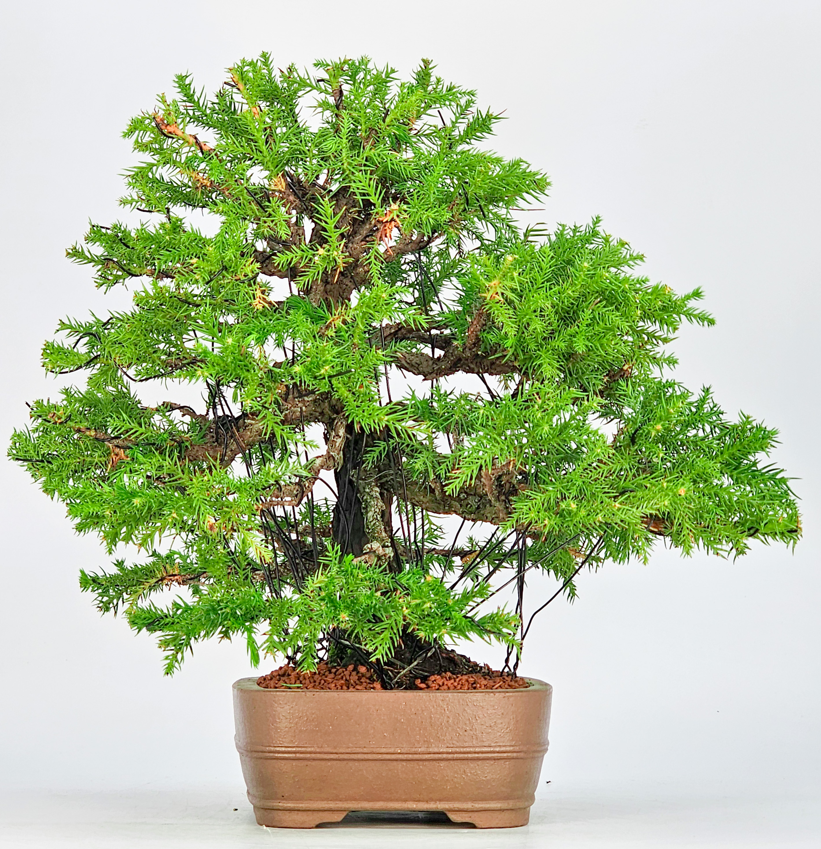 Bonsai Sicheltanne Cryptomeria Japonica 30cm