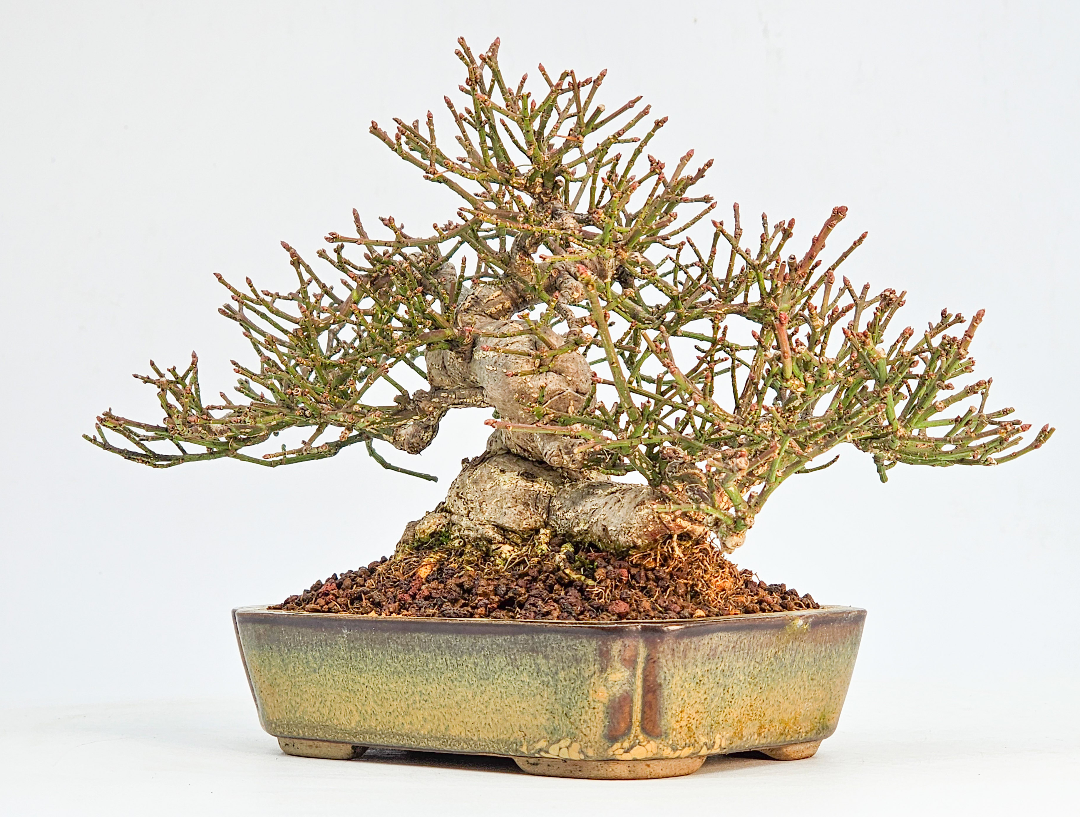  Bonsai Pfaffenhütchen - Euonymus Shohin 13,5cm