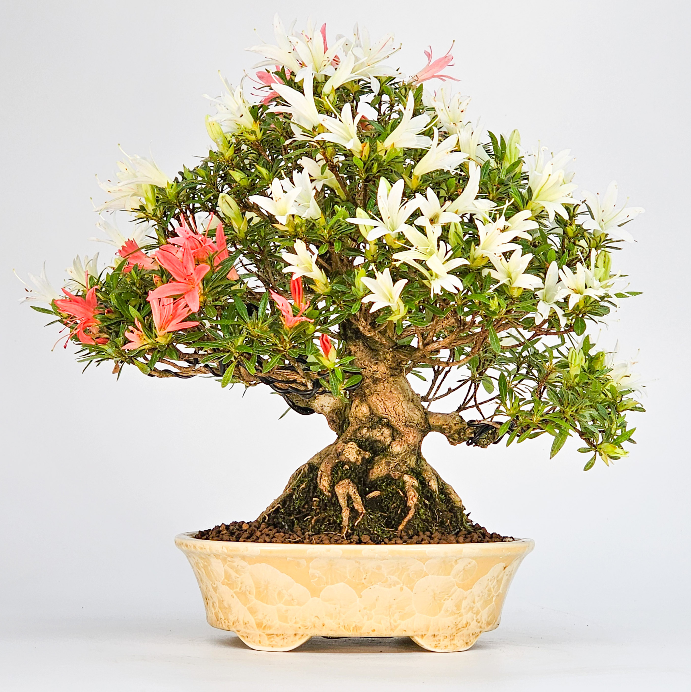 Bonsai Azalee Rhododendron indicum - Hakurin Shohin 21cm Video!!