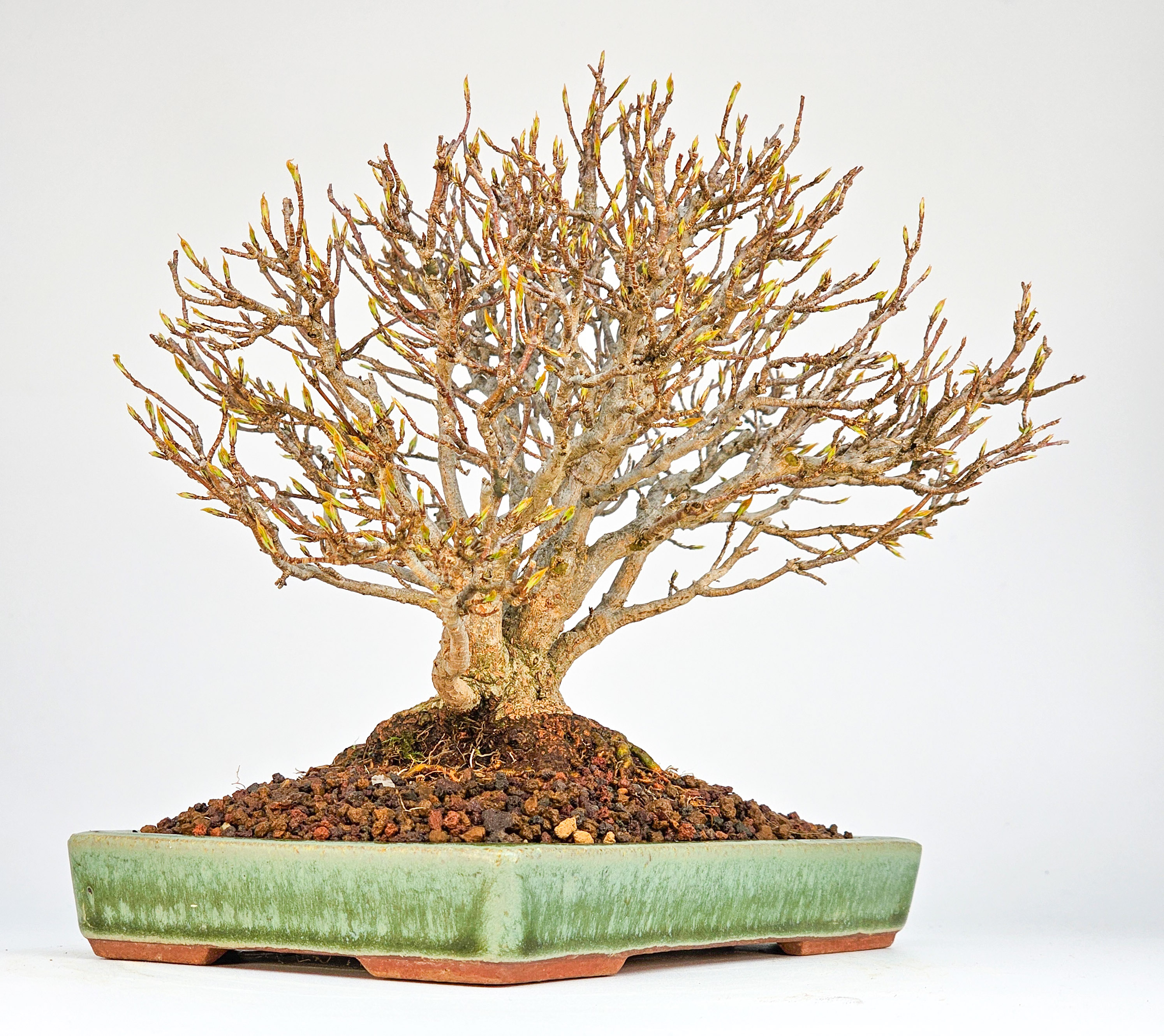 Bonsai Premium Dreispitzahorn - Acer buergerianum Shohin 15cm Video!!