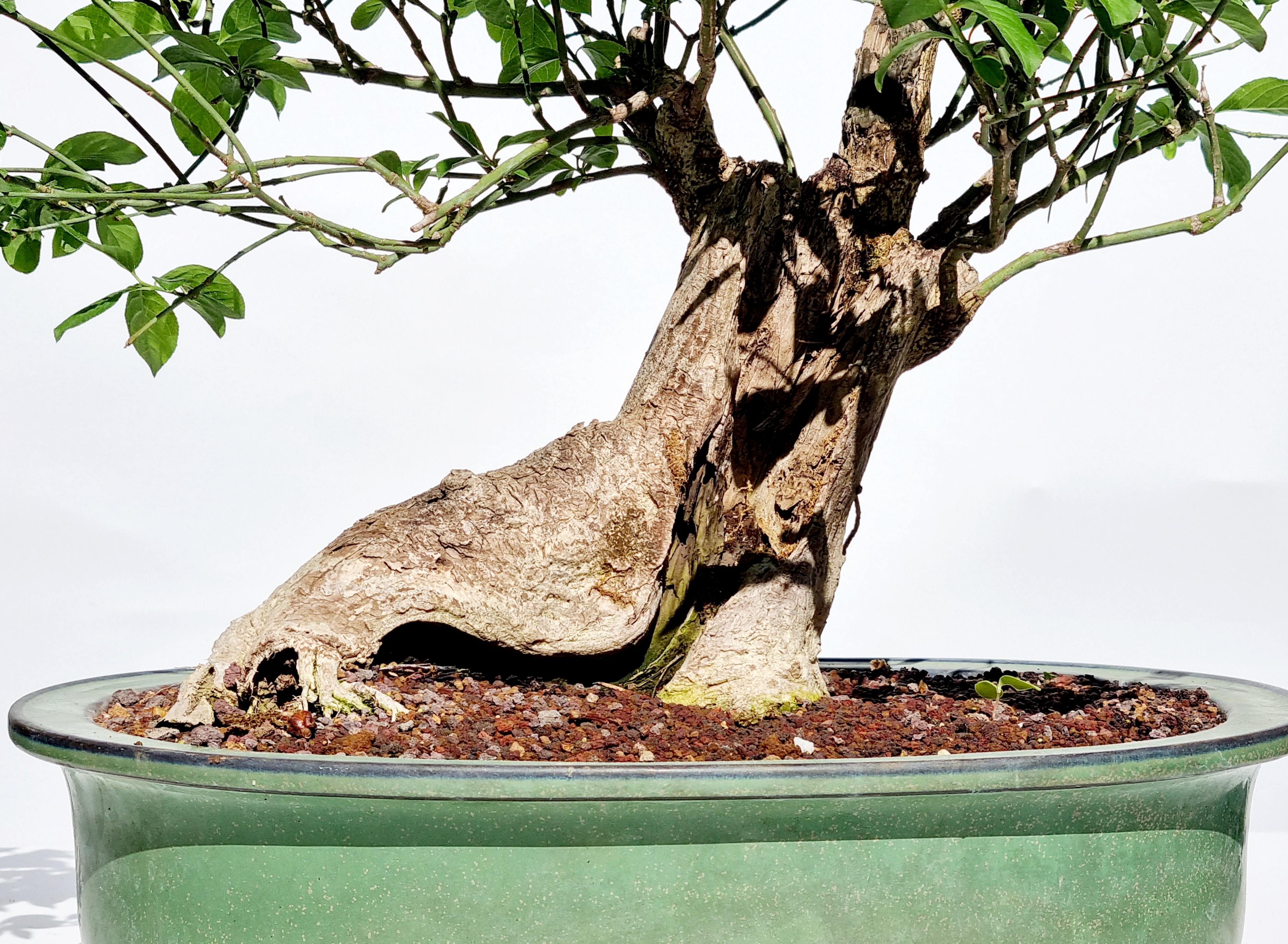 Bonsai Pfaffenhütchen - Euonymus europaeus 50cm
