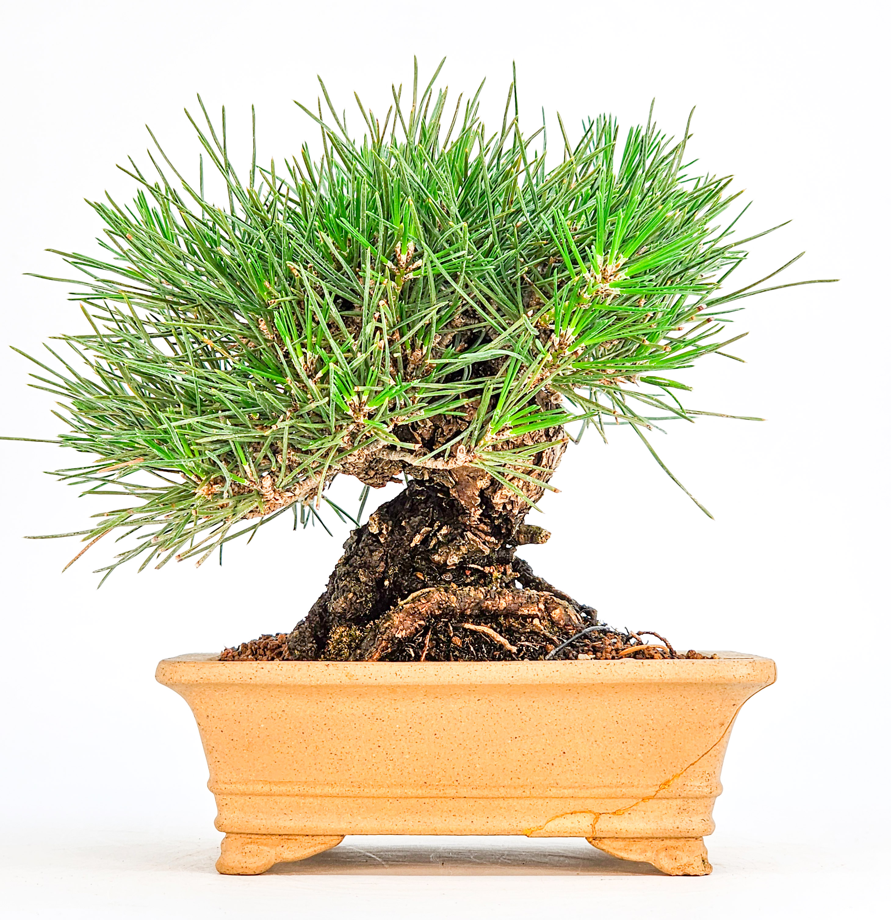 Bonsai Schwarzkiefer - Pinus thunbergii Shohin 14cm   