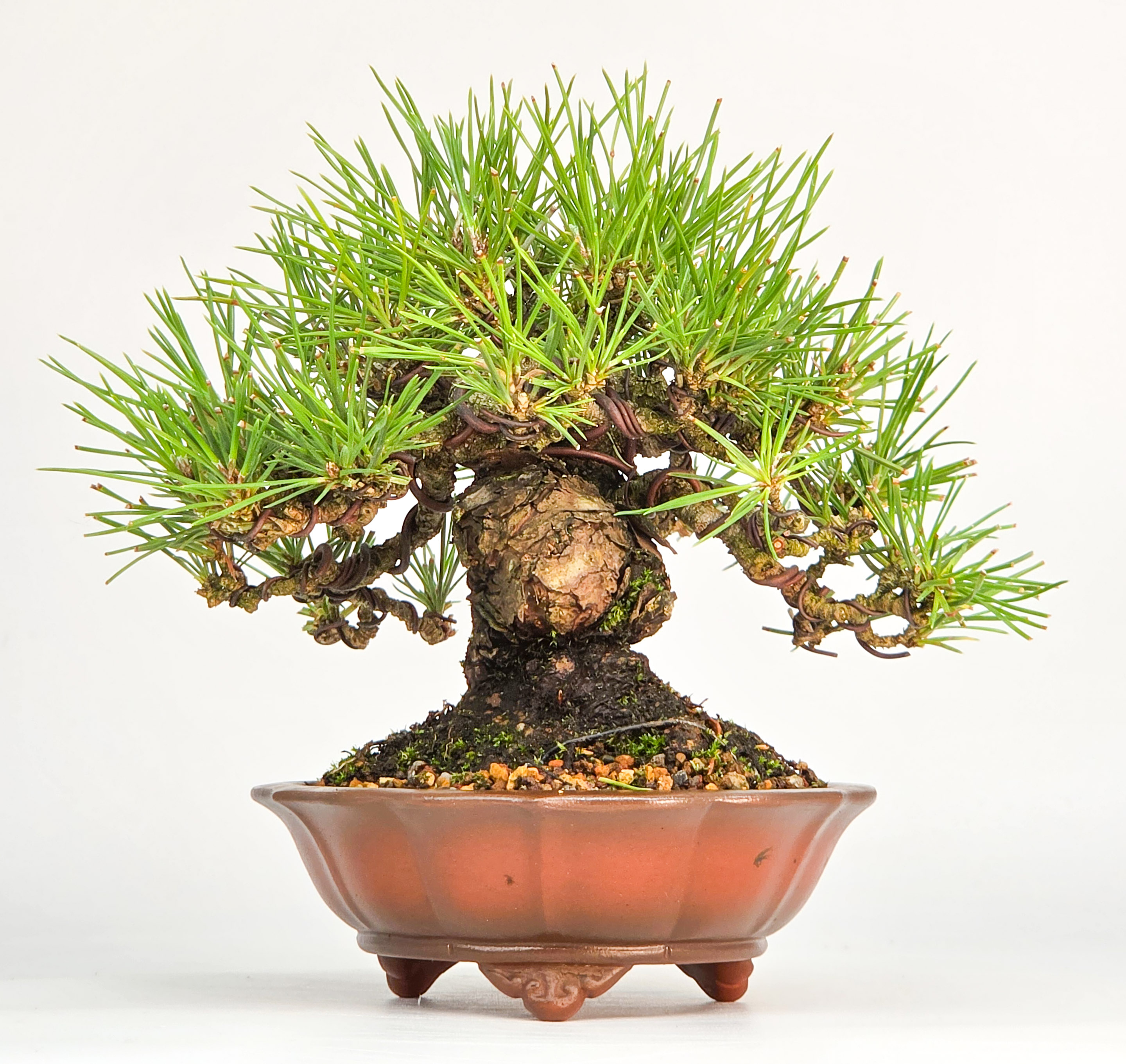 Bonsai Schwarzkiefer - Pinus thunbergii Shohin 13cm