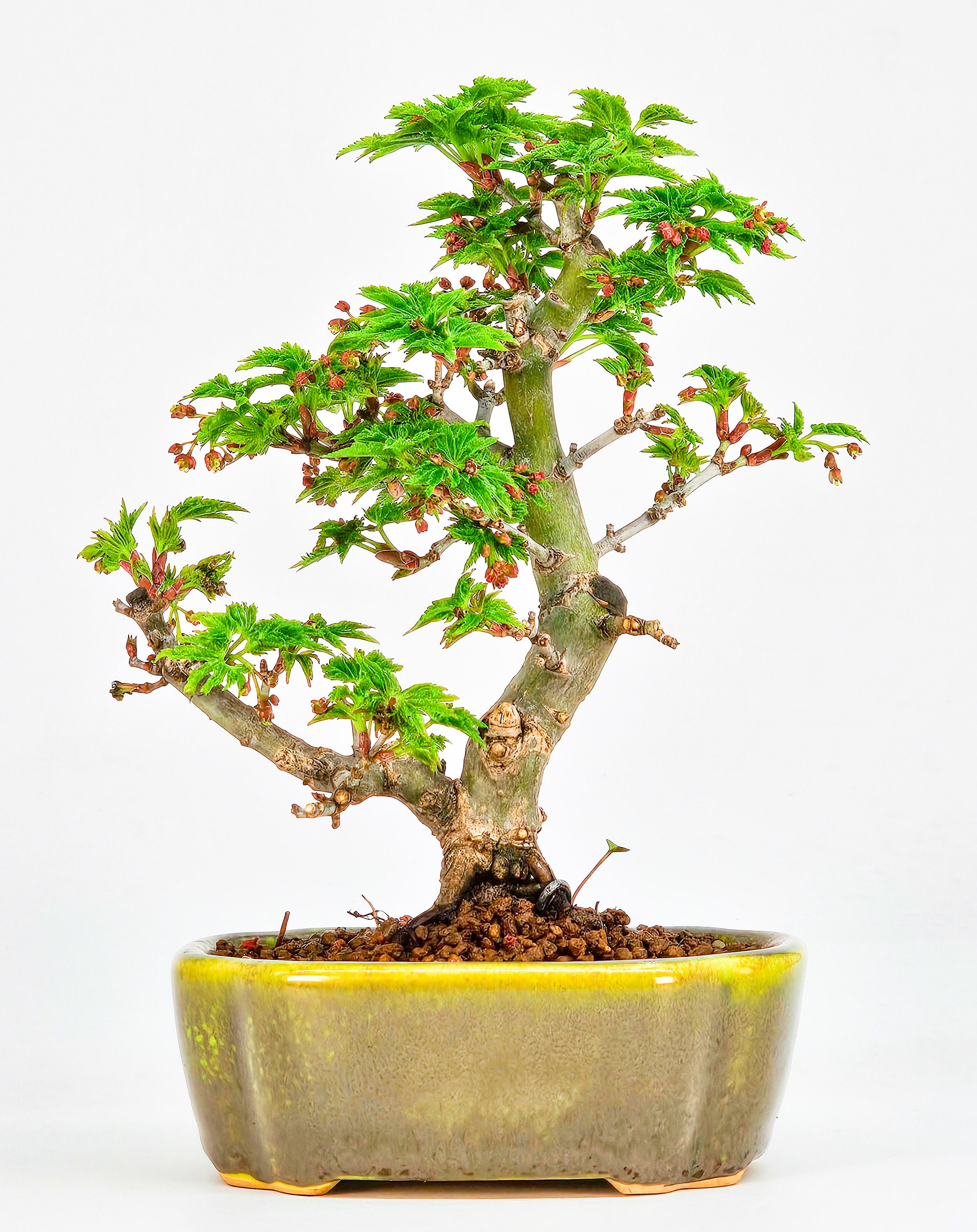 Bonsai Löwenkopfahorn- Acer palmatum Shishigashira Shohin 13cm  