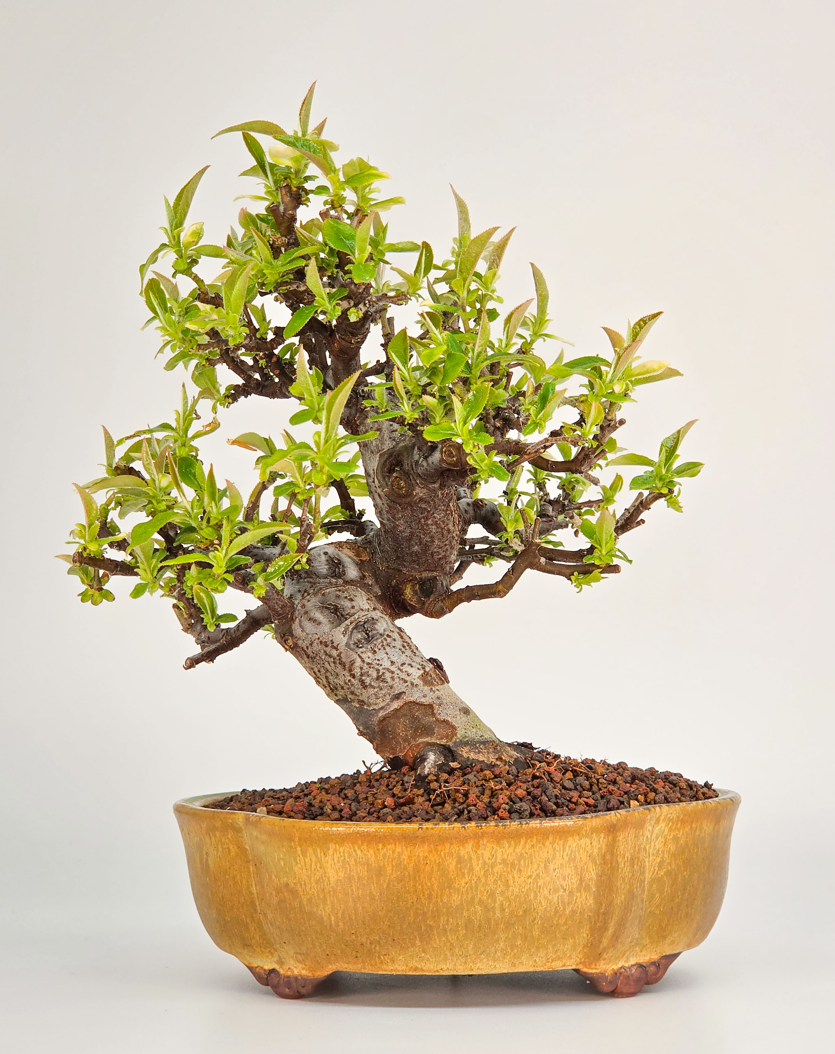 Bonsai Quitte - Pseudocydonia sinensis Shohin 16cm