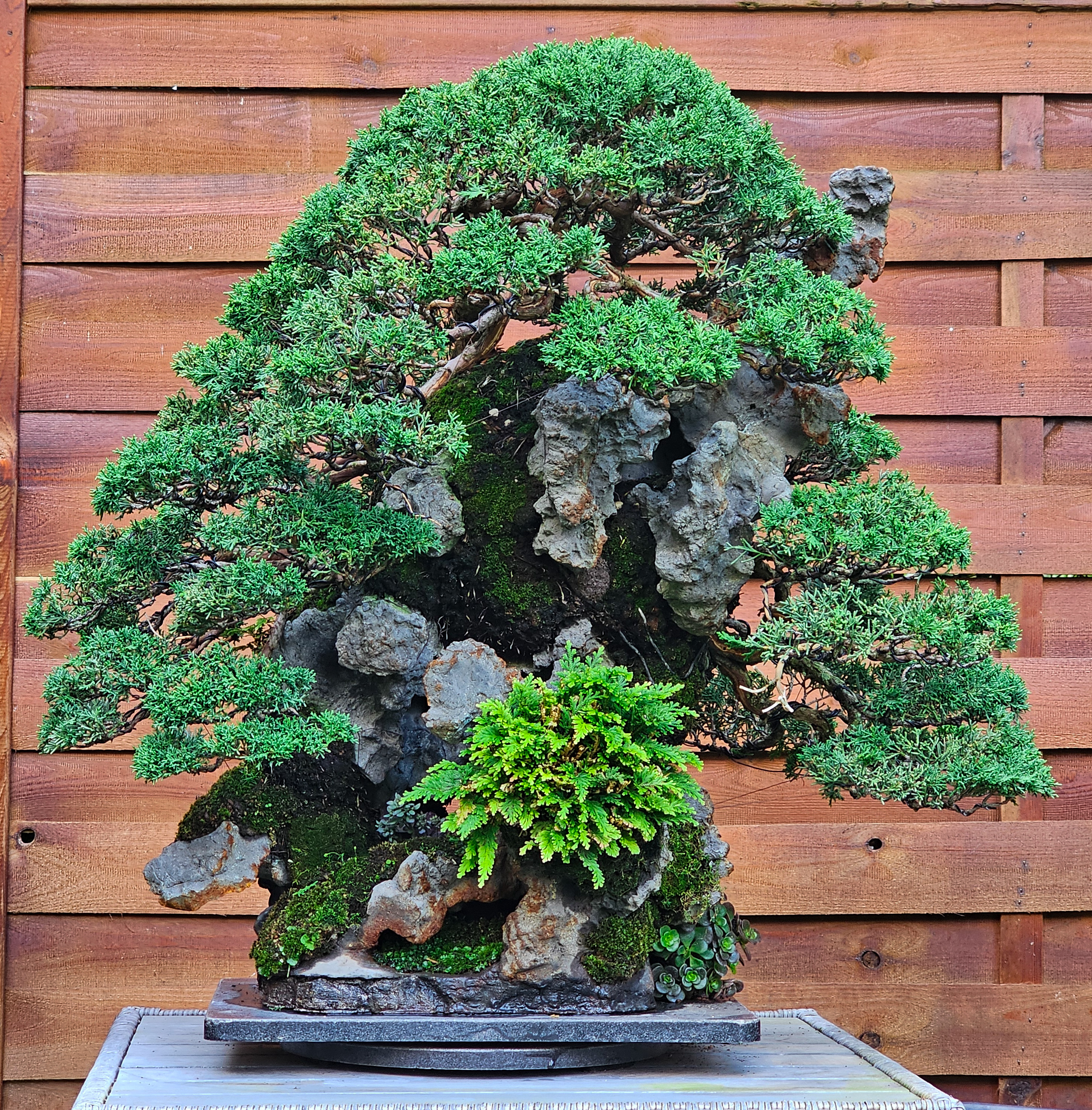 Bonsai Wacholder Juniperus chinensis Ishitsuki 72cm Video!! 