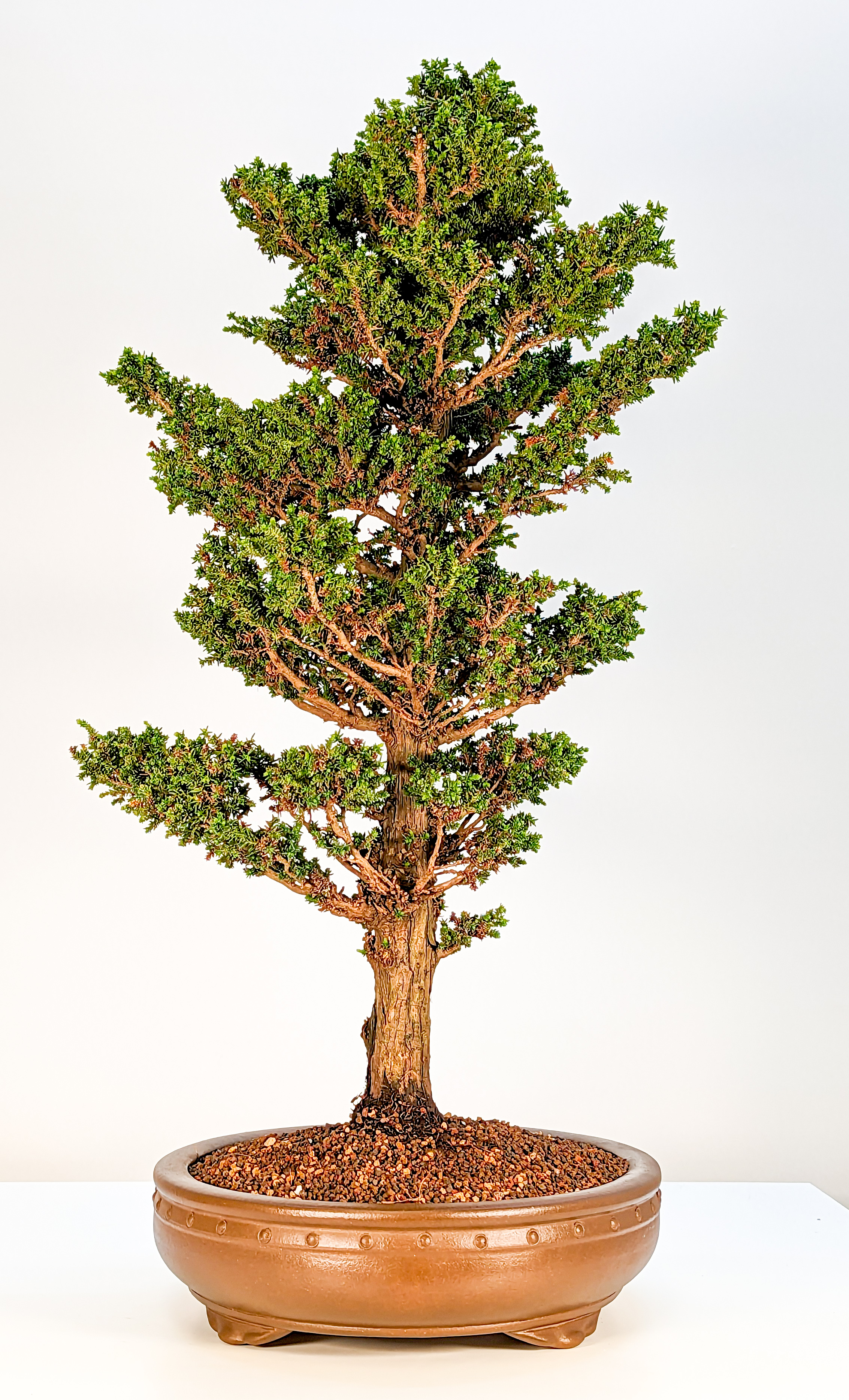 Bonsai Sicheltanne Cryptomeria Japonica 60cm