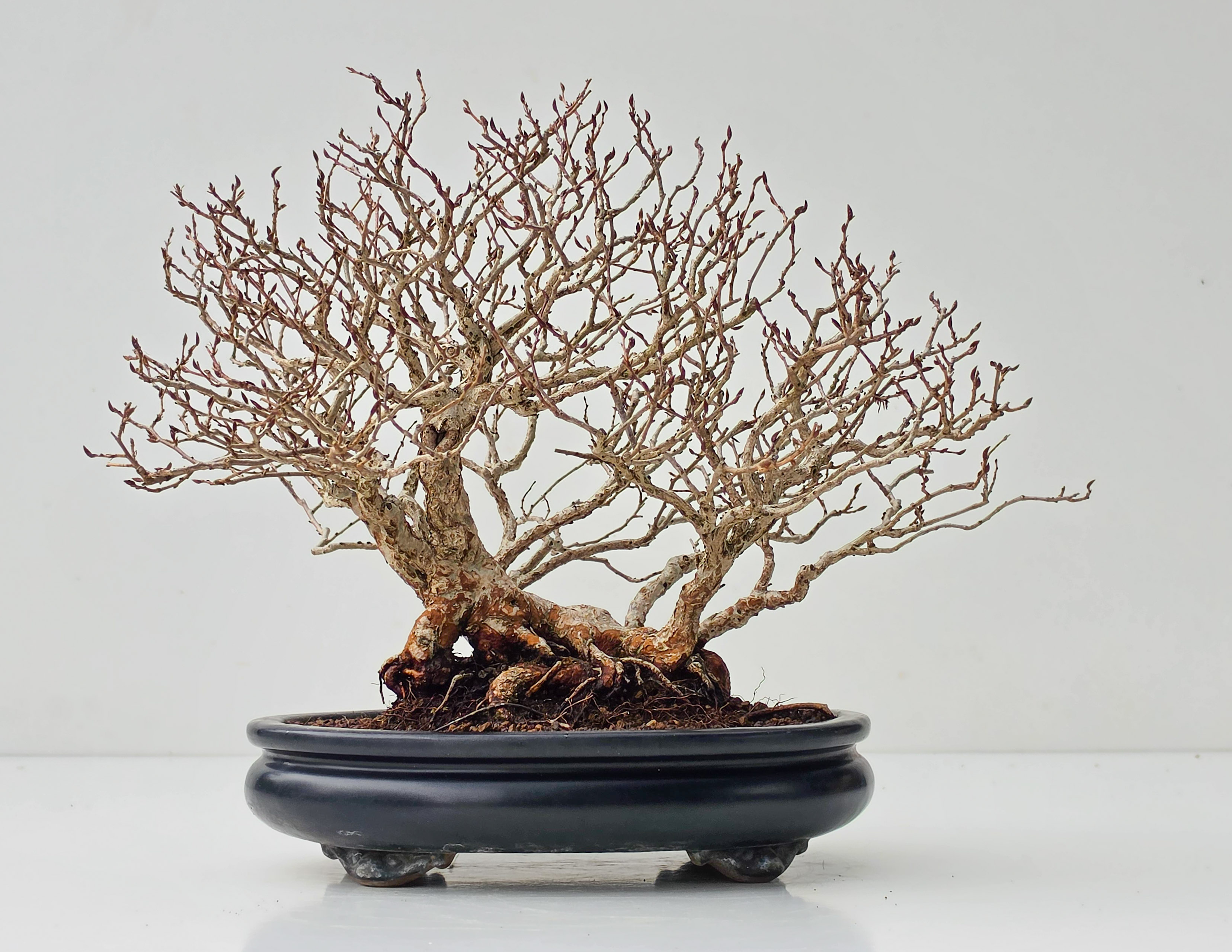 Bonsai Koreanische Hainbuche - Carpinus coreana 24,5cm