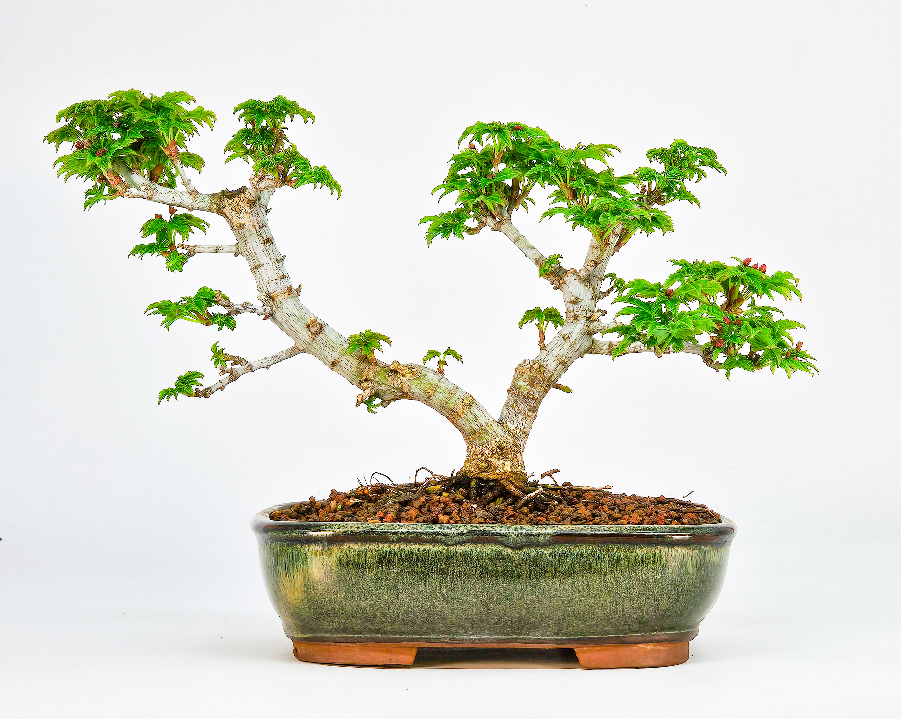 Bonsai Löwenkopfahorn- Acer palmatum Shishigashira Shohin 13cm