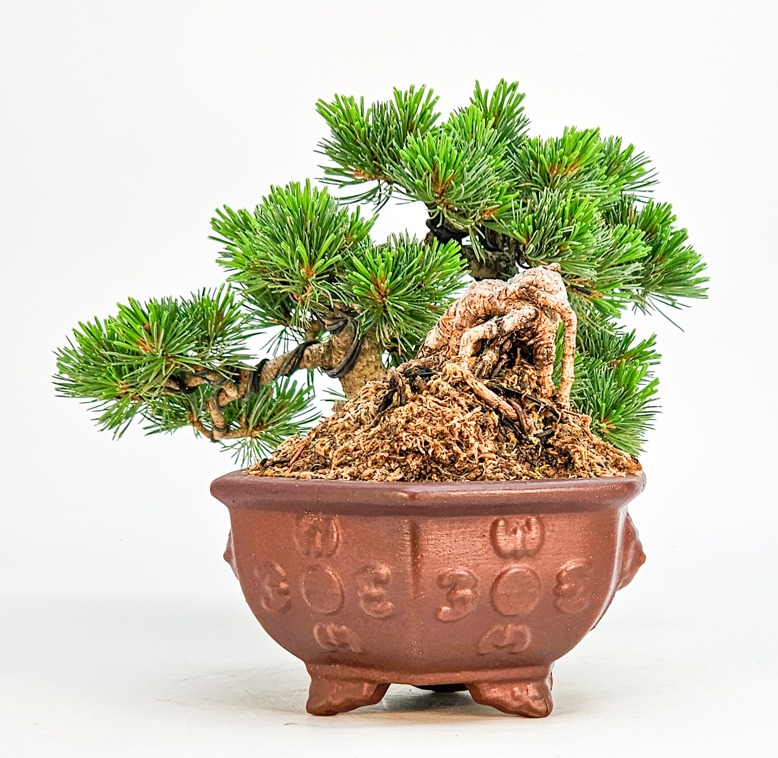 Bonsai Pinus parviflora - Mädchenkiefer Shohin Halbkaskade Han-kengai 16cm