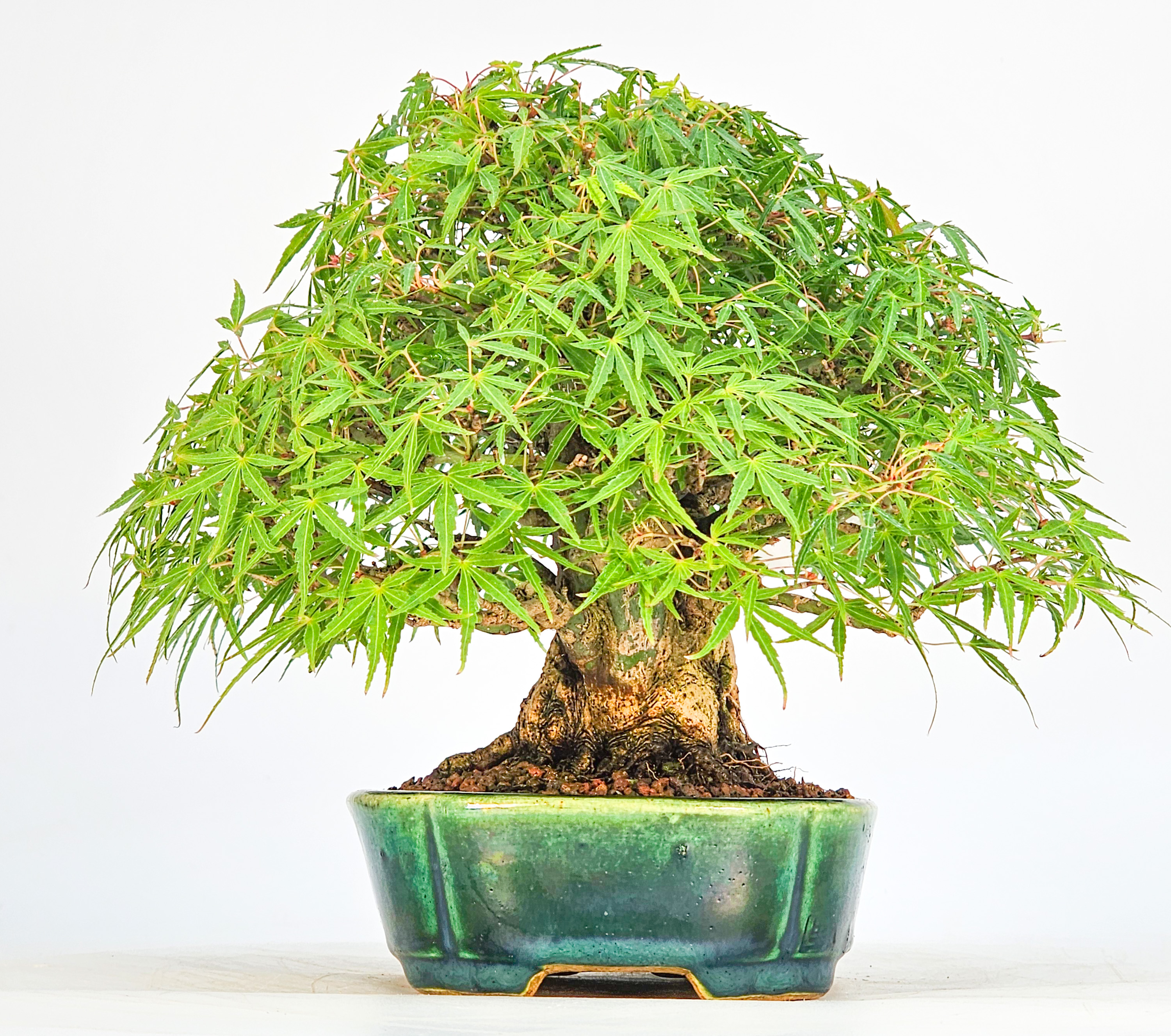 Bonsai Premium Fächerahorn - Acer Palmatum maihime Shohin 16cm Video!!