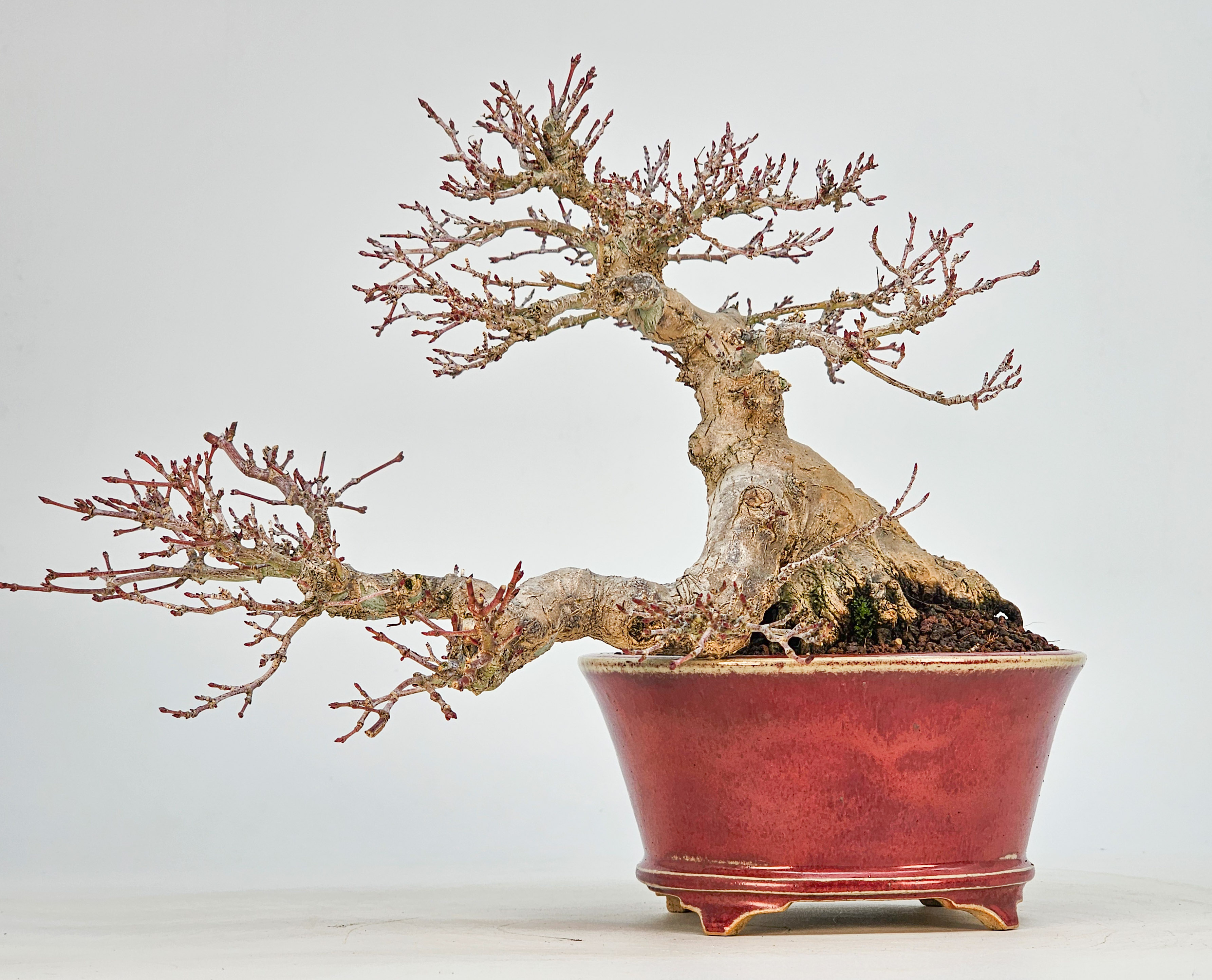 Bonsai Premium  Fächerahorn - Acer palmatum Shohin 17cm