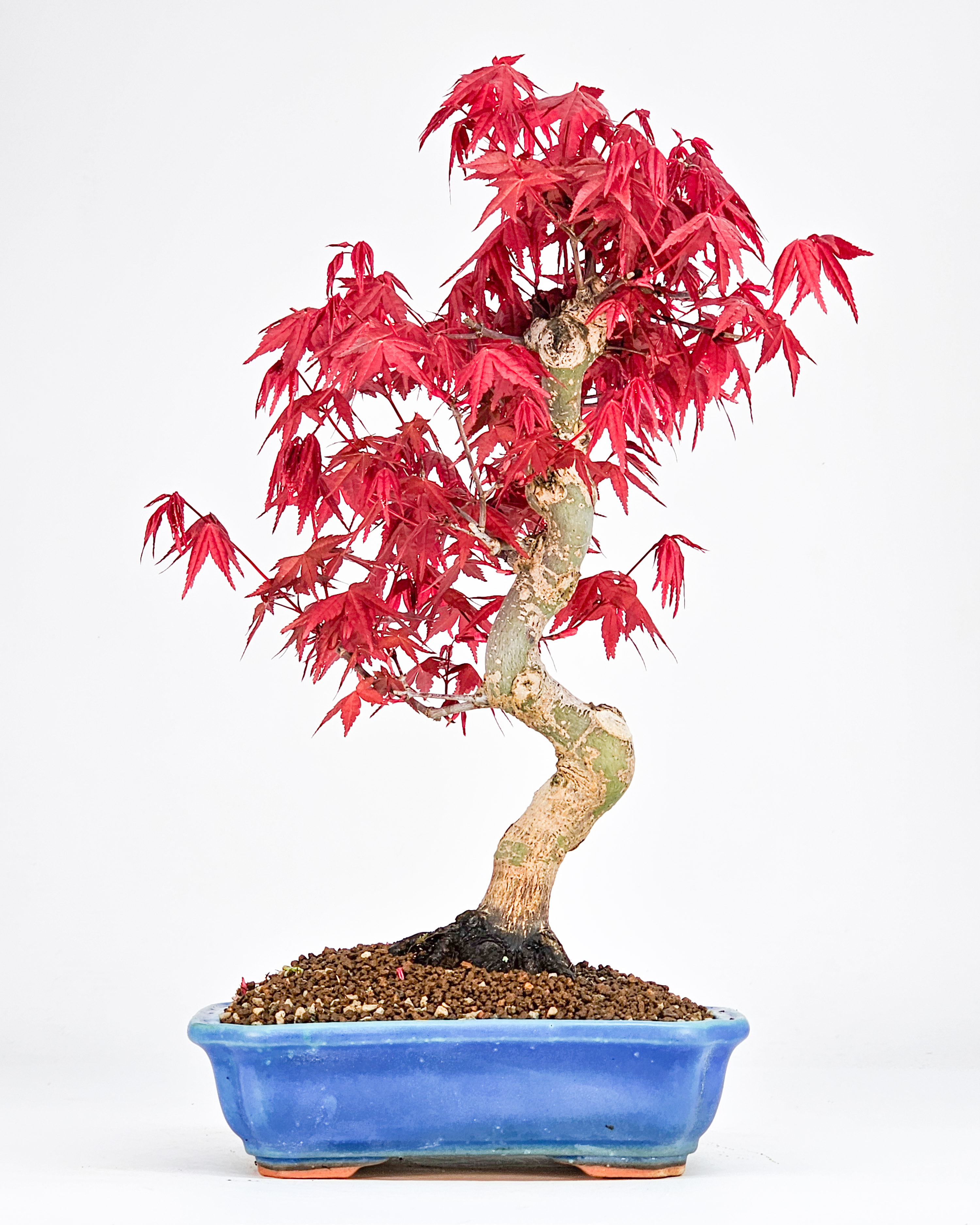 Bonsai Fächerahorn Acer palmatum Deshojo 27cm    