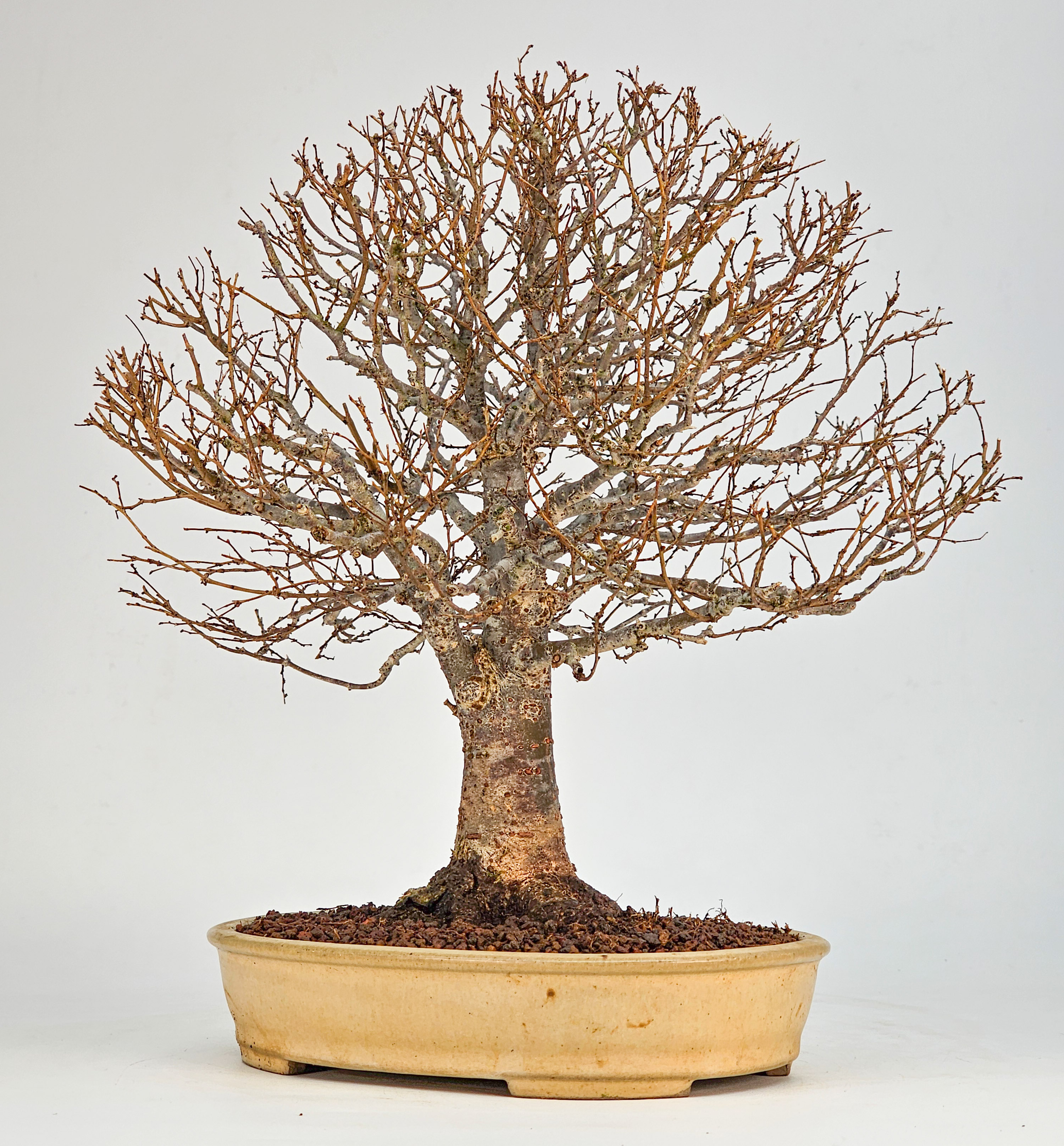 Bonsai Premium Zelkova serrata Shohin 25cm 