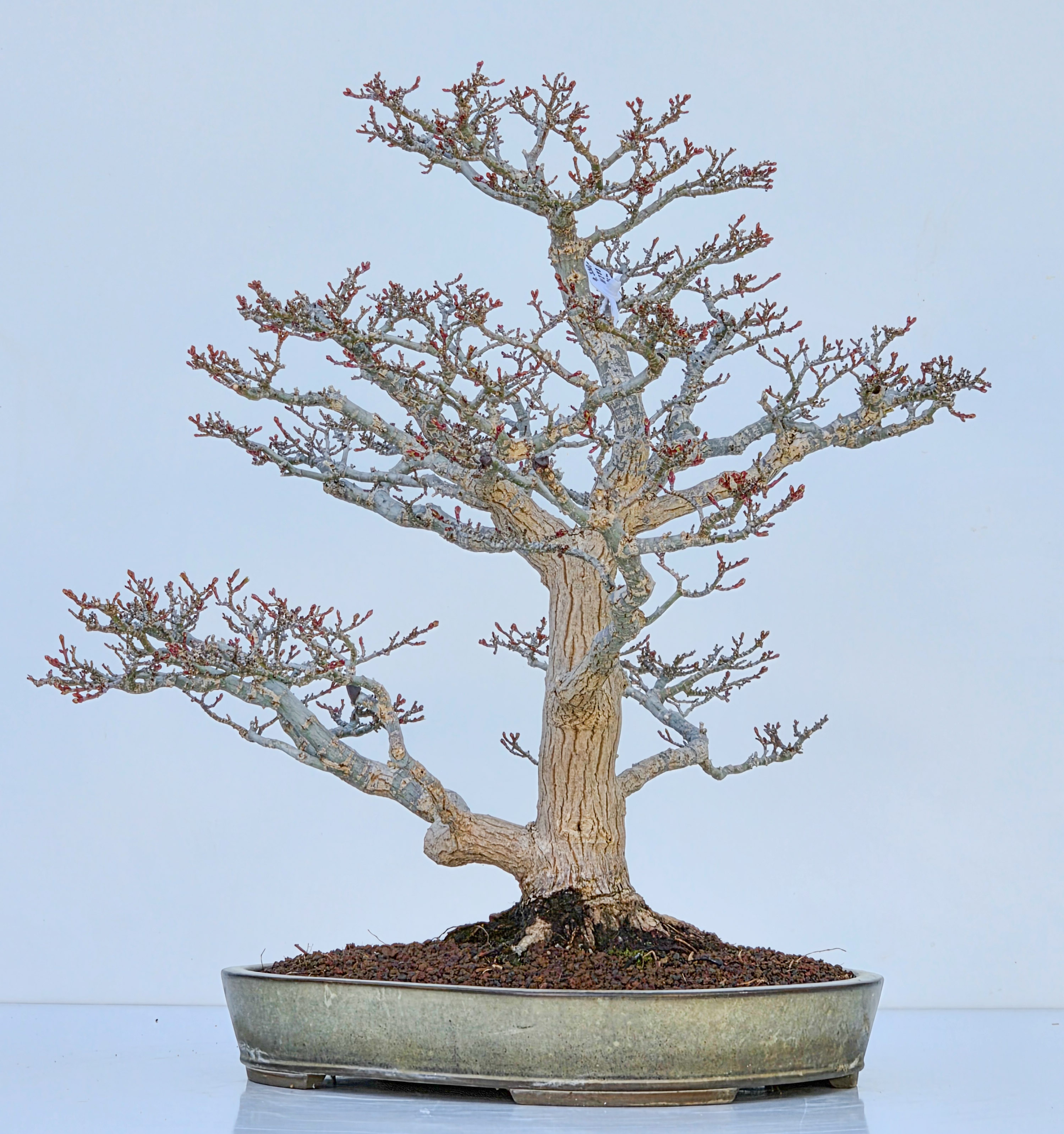 Bonsai Premium Löwenkopfahorn- Acer palmatum Shishigashira 47cm Video!!