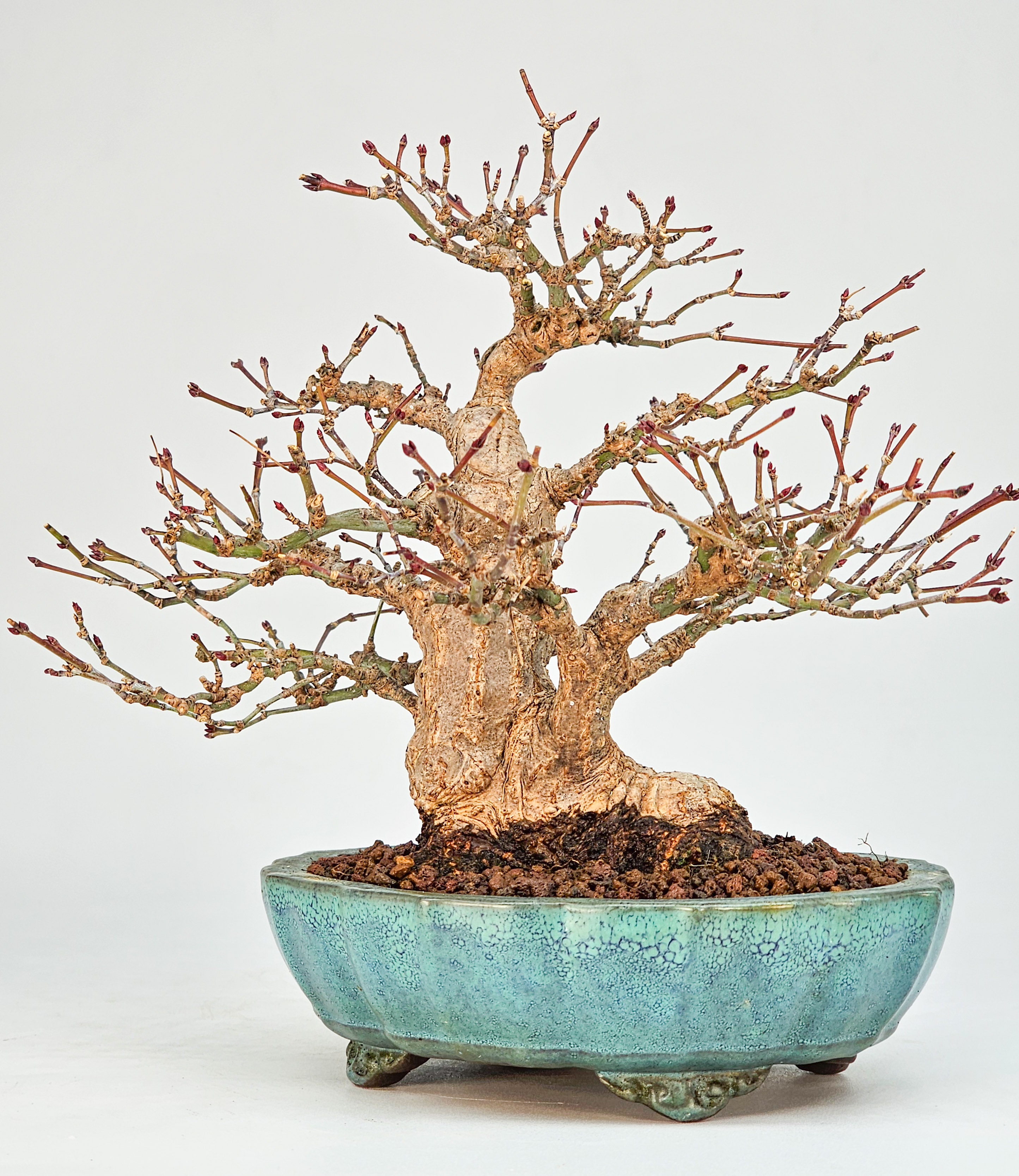 Bonsai Premium Fächerahorn - Acer palmatum Shohin 16cm