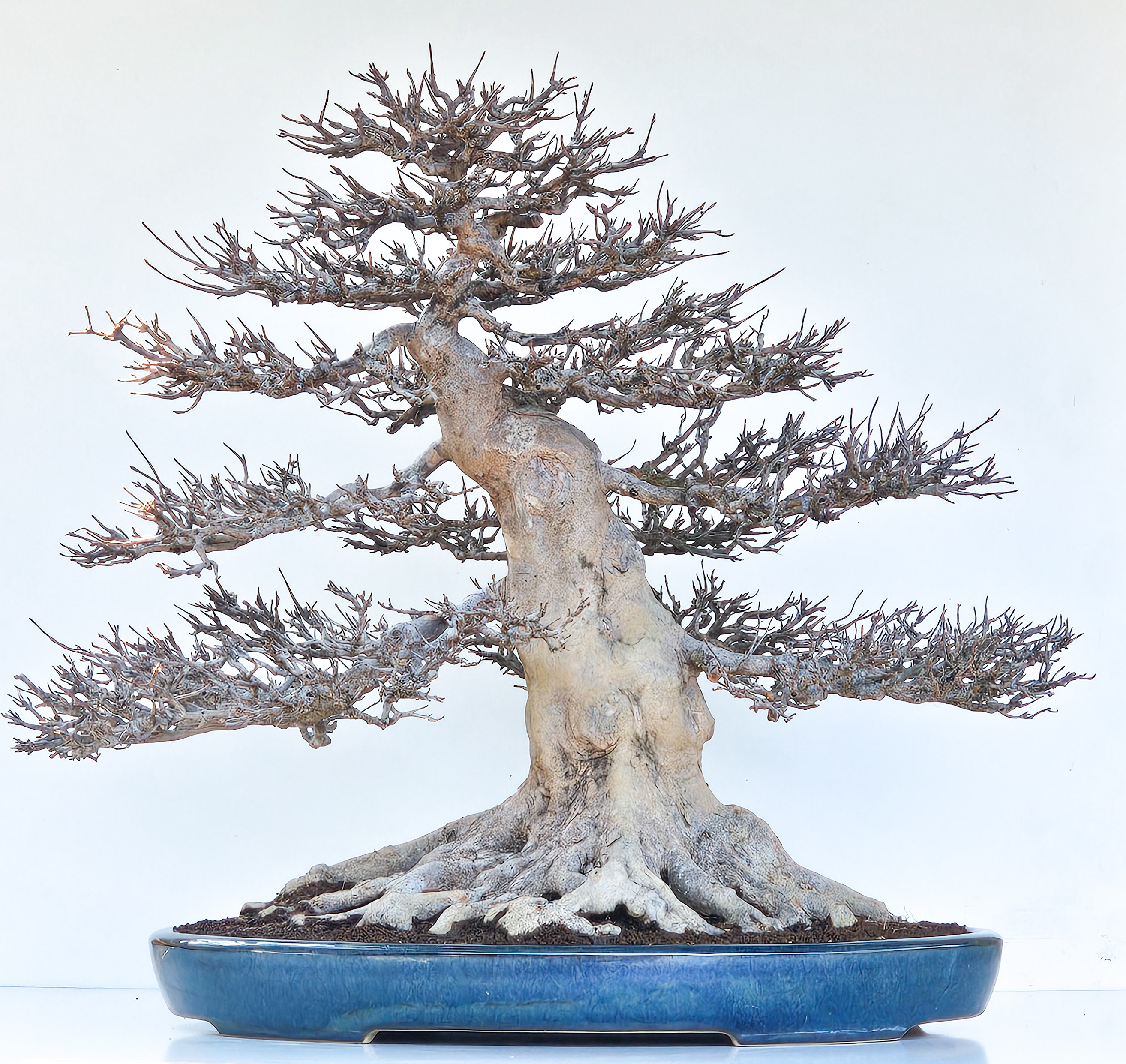 Bonsai Dreispitzahorn - Acer buergerianum 62cm - Video!! Bonsai Dreispitzahorn - Acer buergerianum 62cm - Video!!