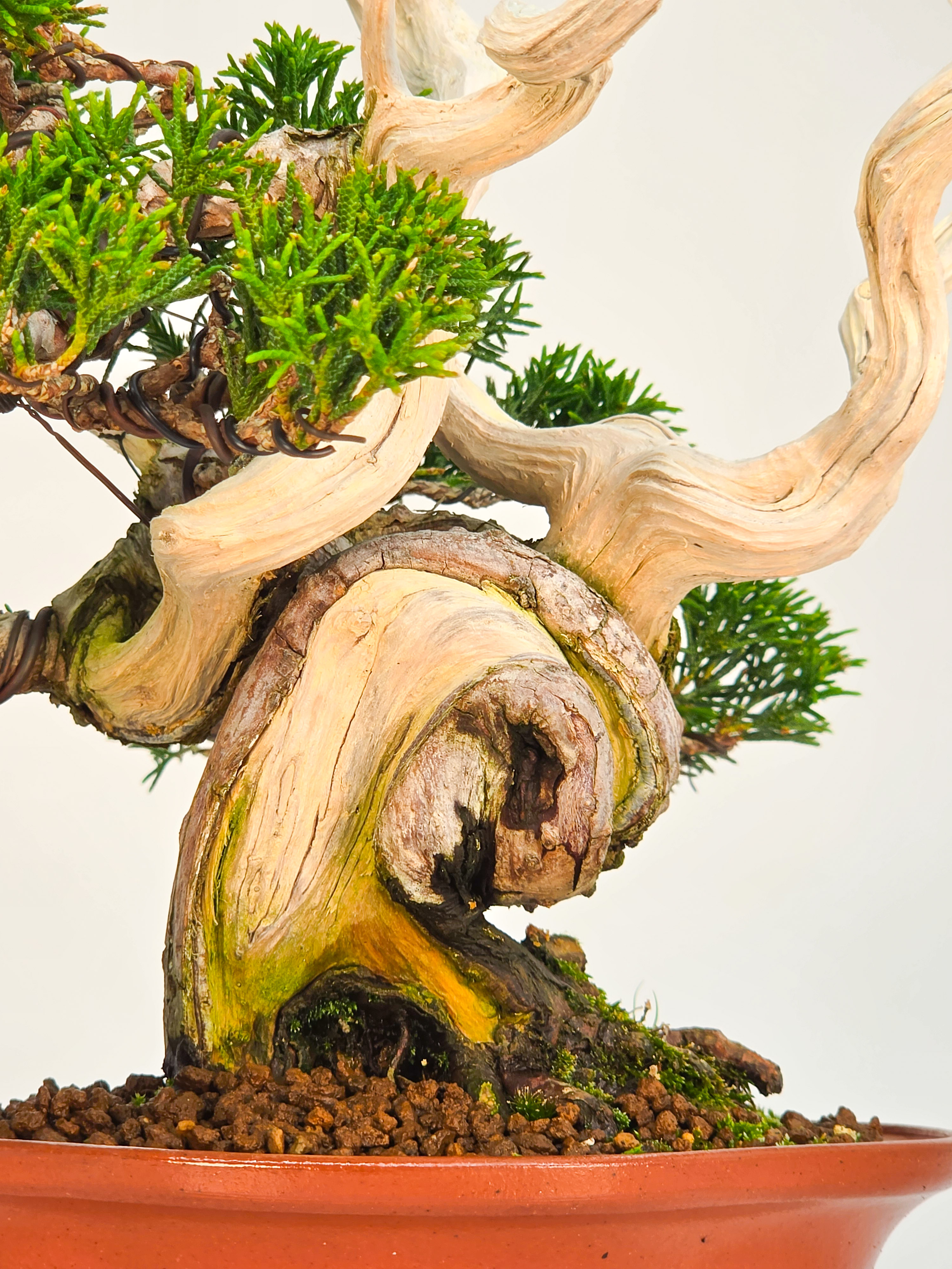 Bonsai Premium Wacholder - Juniperus chinensis 13/30cm Video!!
