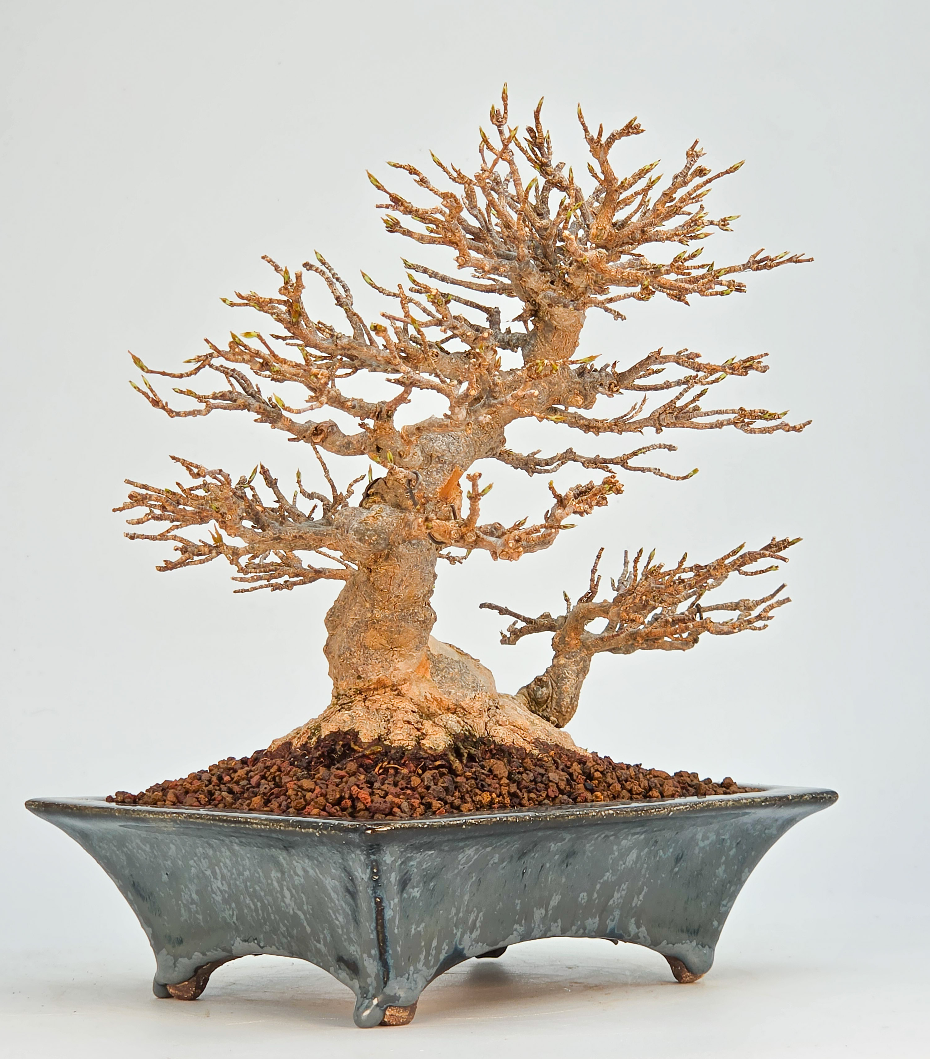 Bonsai Premium Dreispitzahorn - Acer buergerianum Shohin 20cm Video!!