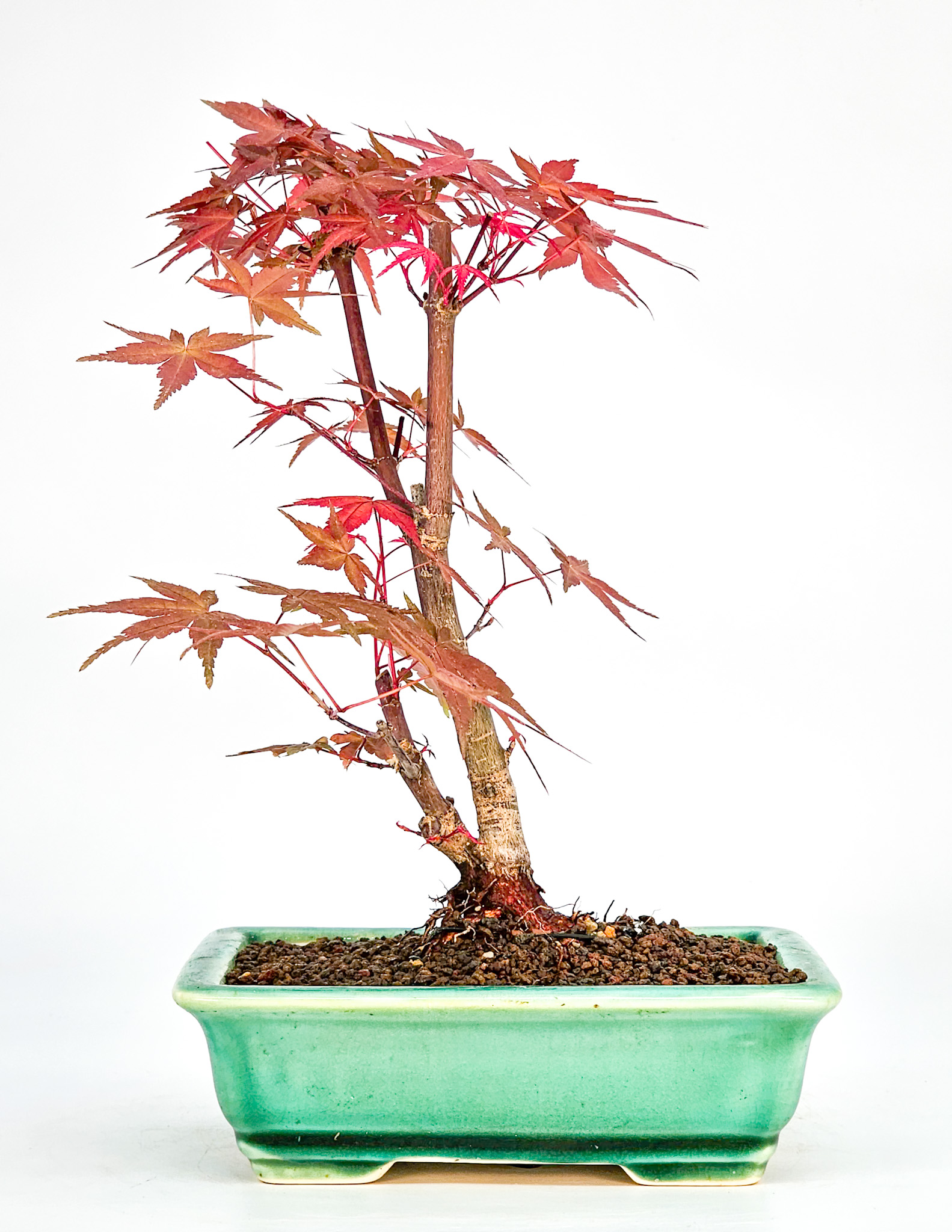 Bonsai Fächerahorn Acer palmatum Deshojo Shohin 21cm 