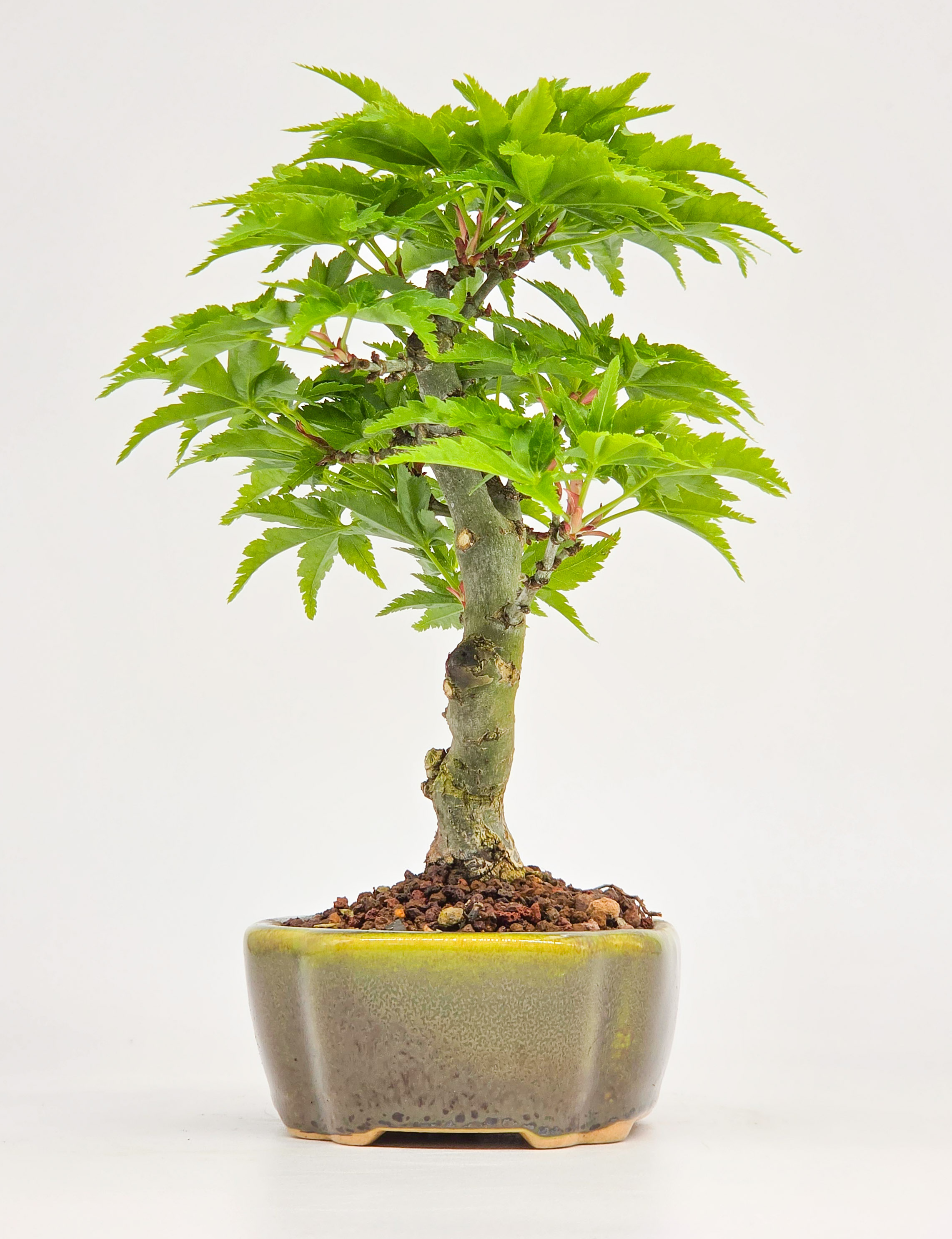 Bonsai Löwenkopfahorn- Acer palmatum Shishigashira Shohin 13cm