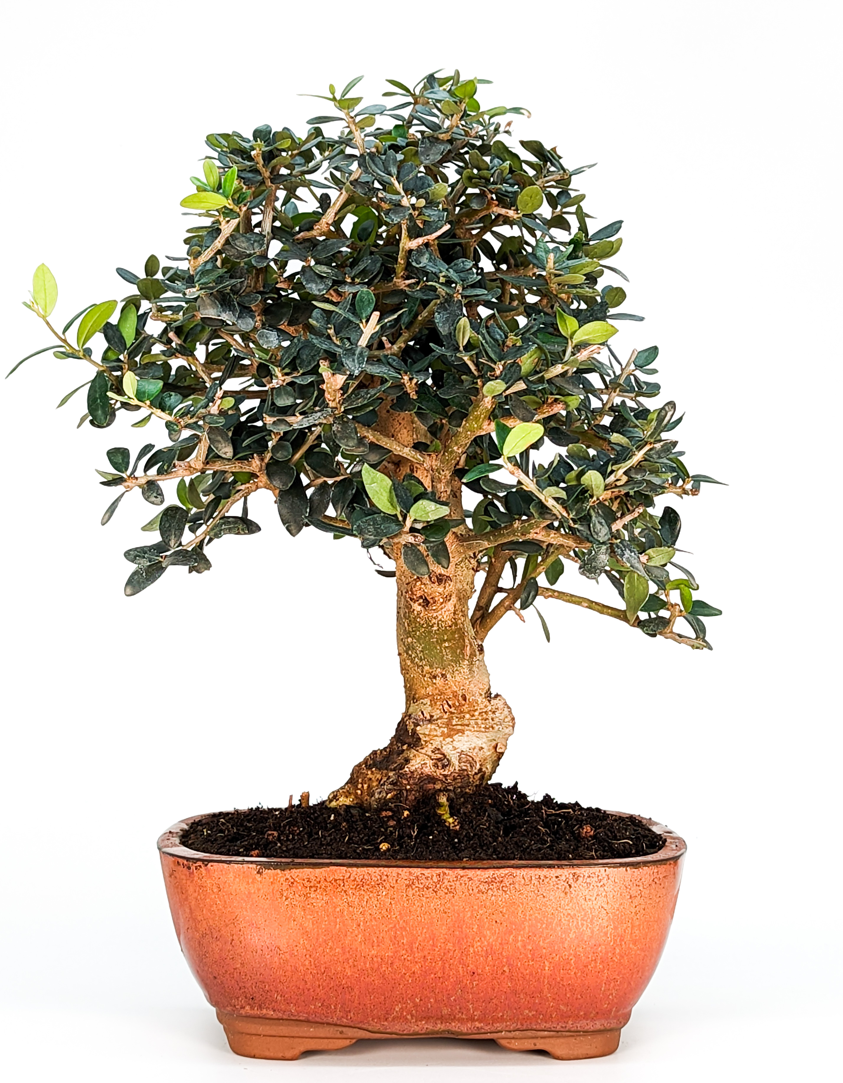 Bonsai Wild-Olive Olea europea sylvestris 30cm 