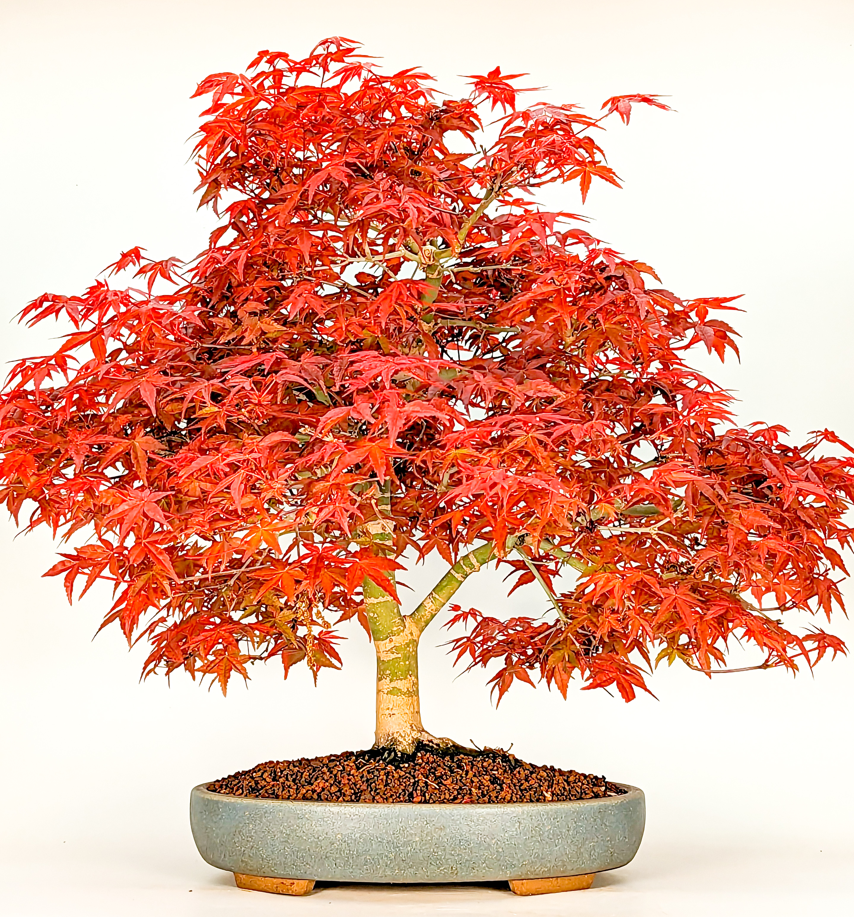 Bonsai Fächerahorn Acer palmatum Deshojo 35cm