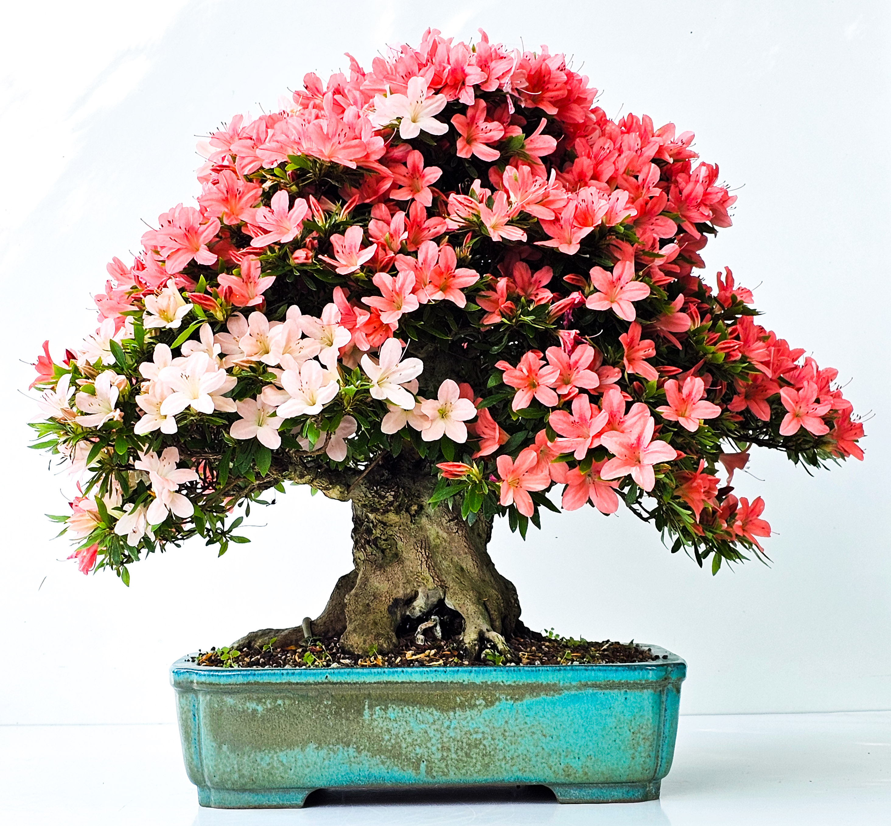 Bonsai Azalee Rhododendron indicum -Nissho no Hakari- 48cm 