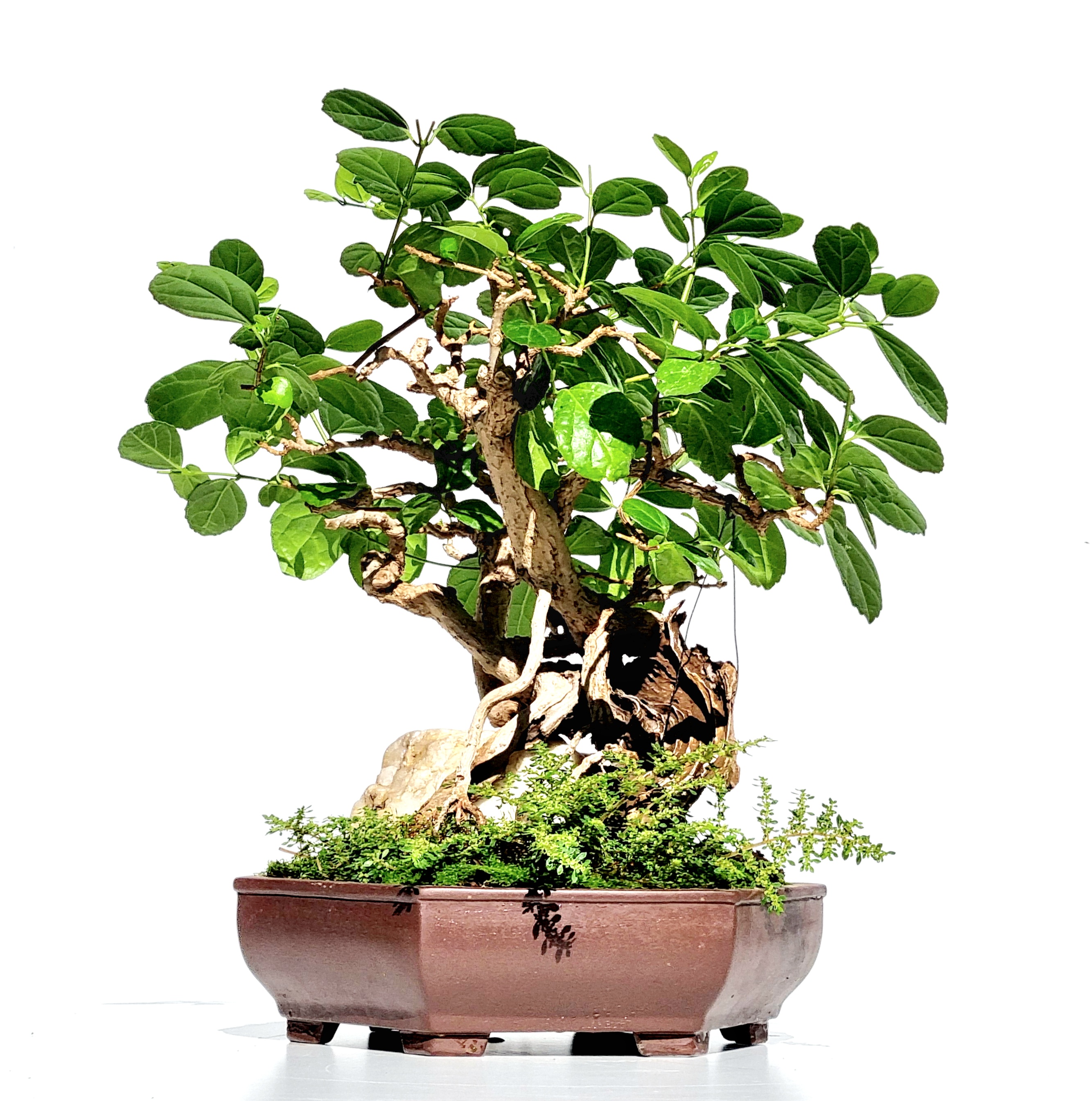 Bonsai Premna microphylla Duft-Ahorn 34cm