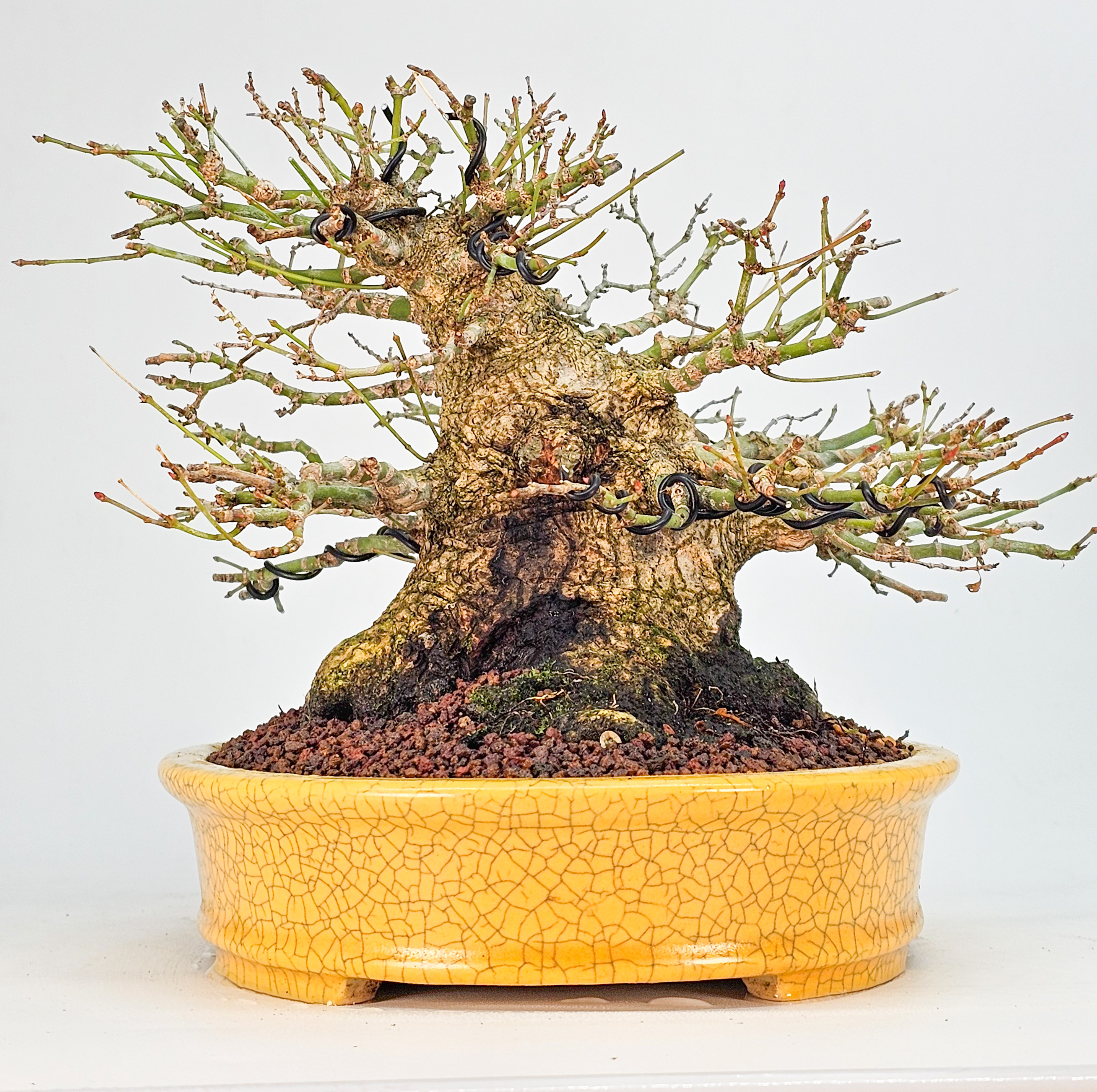 Bonsai Premium Fächerahorn - Acer palmatum Shohin 21cm 