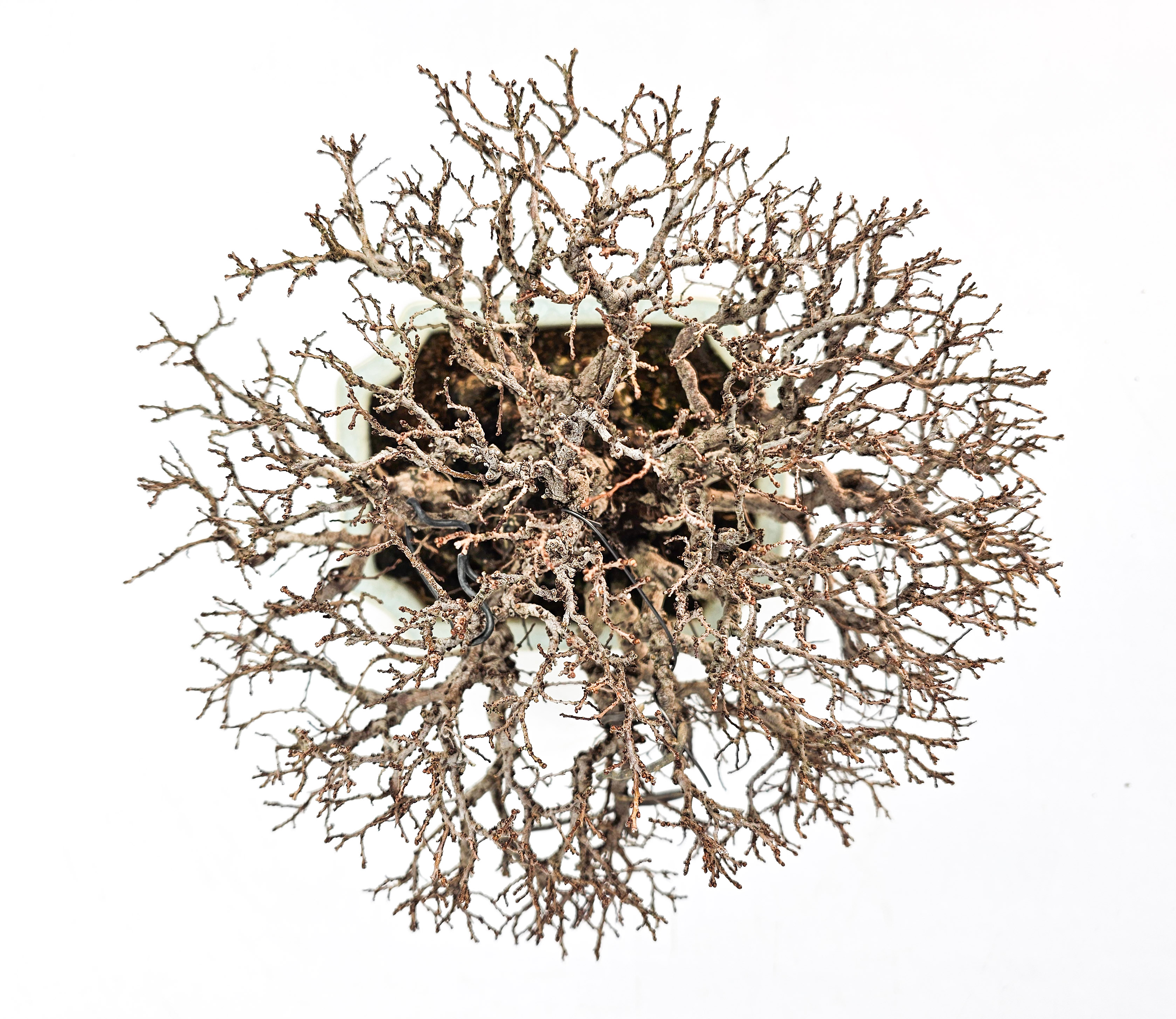 Bonsai Japanische Ulme - Ulmus parvifolia Shohin 17cm Bonsai Japanische Ulme - Ulmus parvifolia Shohin 17cm