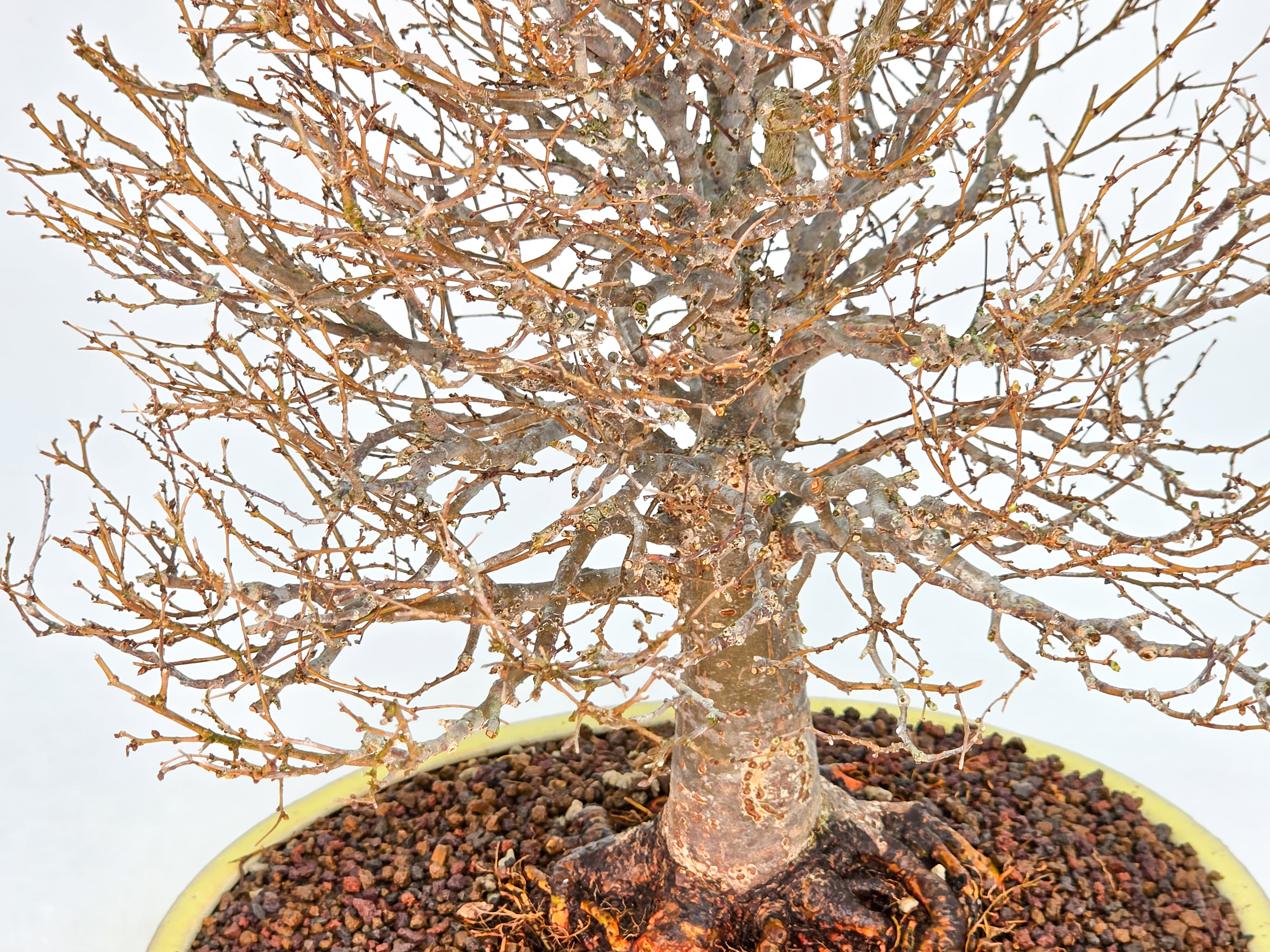 Bonsai Premium Zelkova serrata Shohin 25cm Video!!