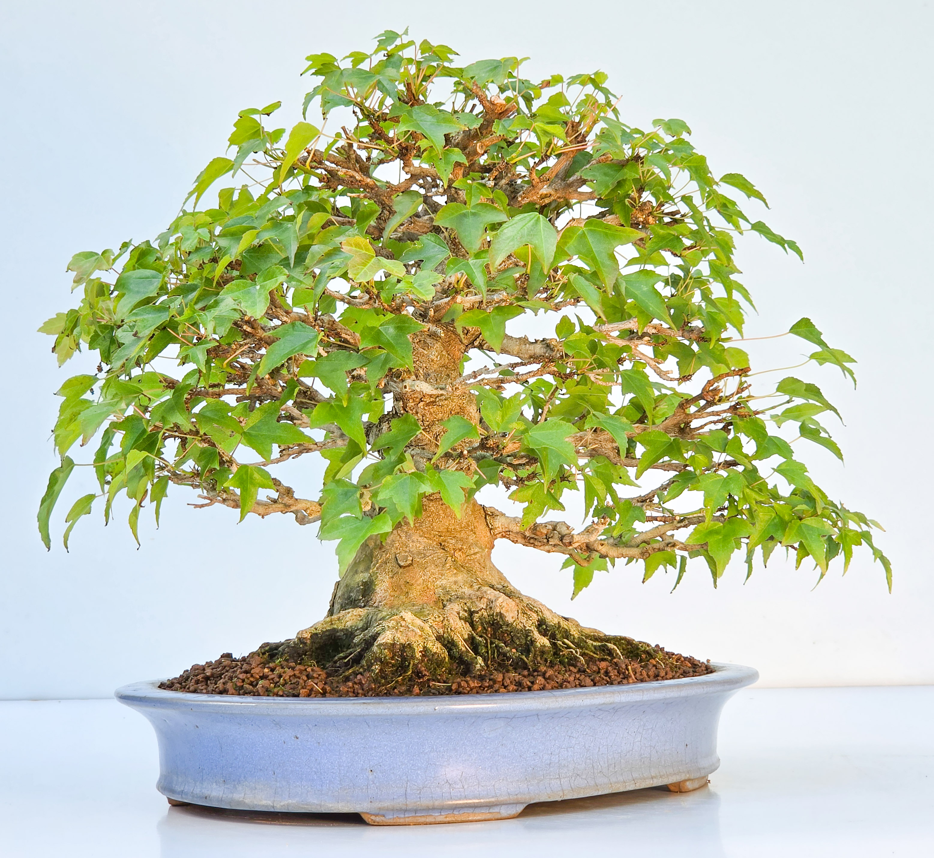 Bonsai Premium Dreispitzahorn - Acer buergerianum Shohin 25cm Video!!