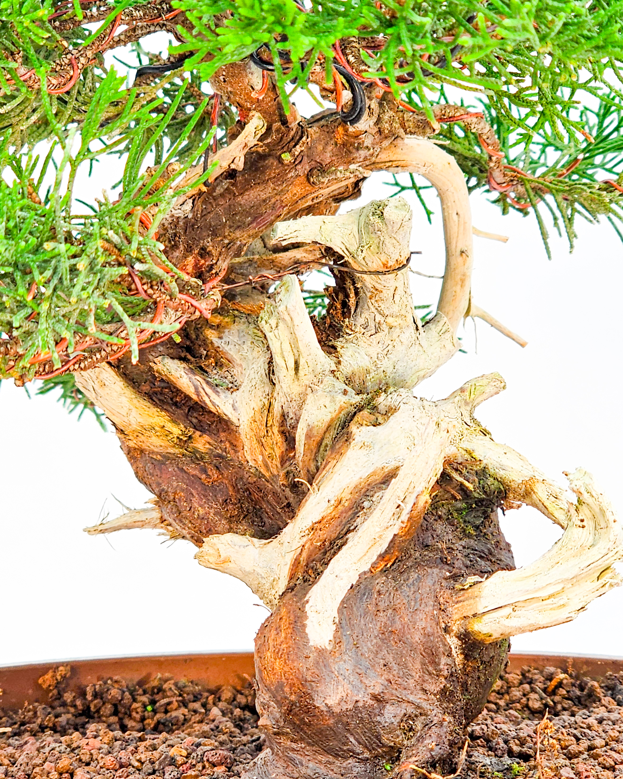 Bonsai Wacholder - Juniperus chinensis 22cm