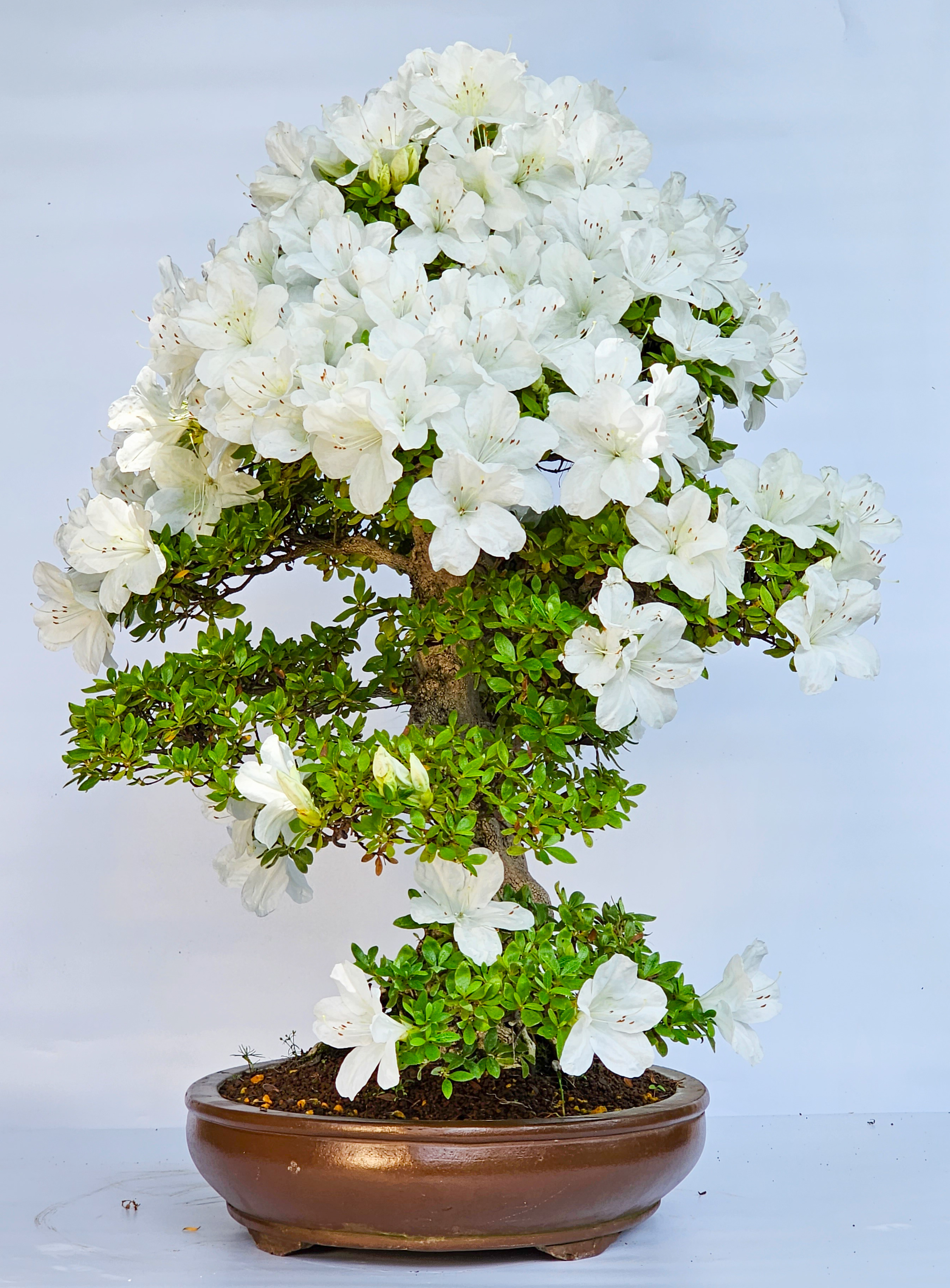 Bonsai Azalee Rhododendron indicum Hakatajiro 60cm Bonsai Azalee Rhododendron indicum Hakatajiro 60cm
