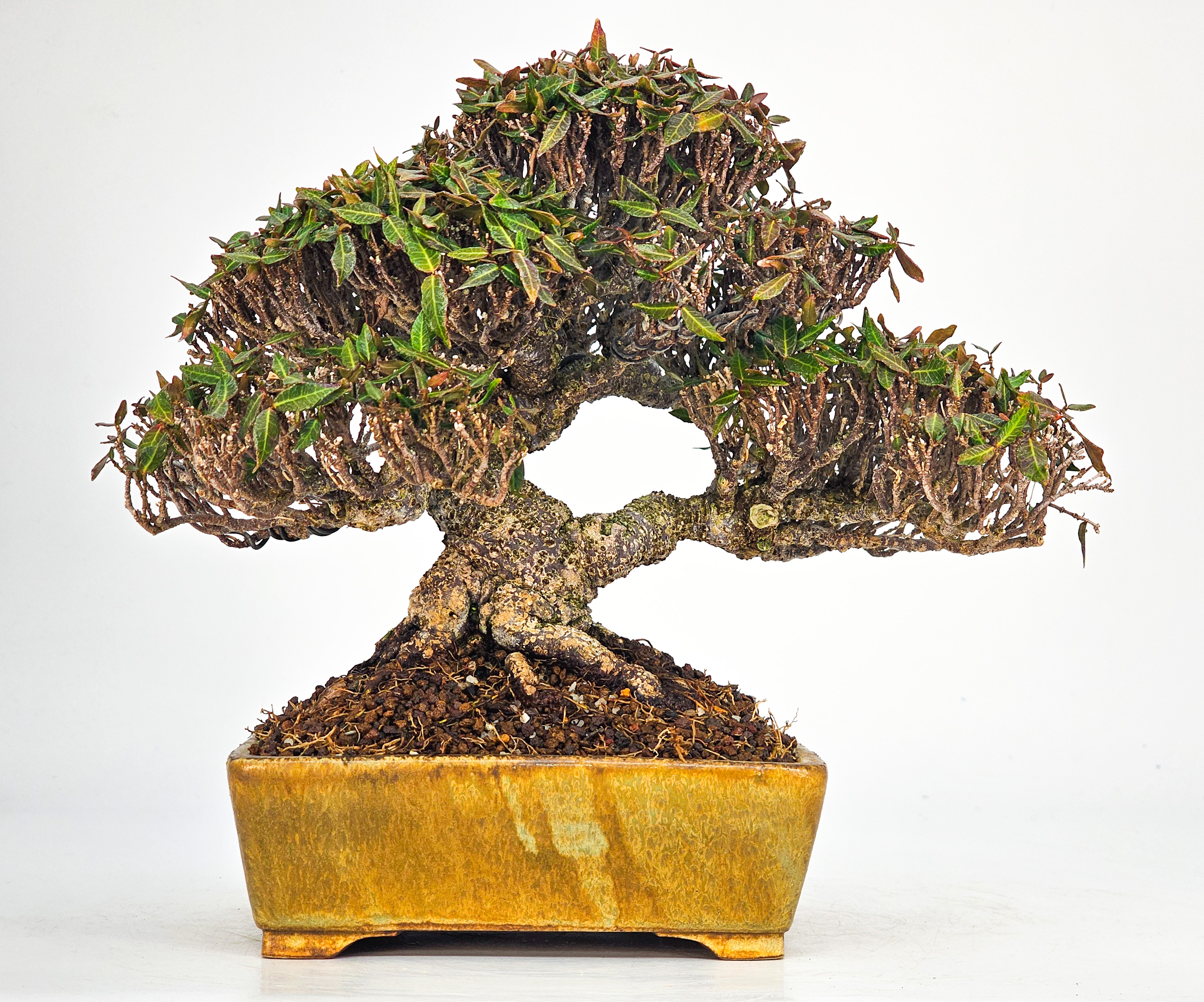 Bonsai Sternjasmin - Trachelospermum asiaticum Shohin 17cm