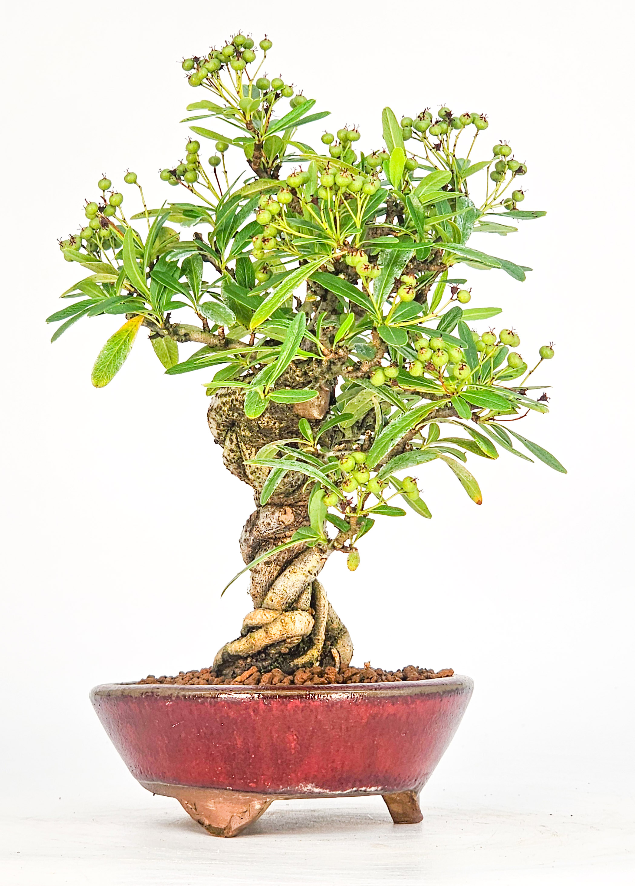 Bonsai Pyracantha - Feuerdorn Shohin 17cm