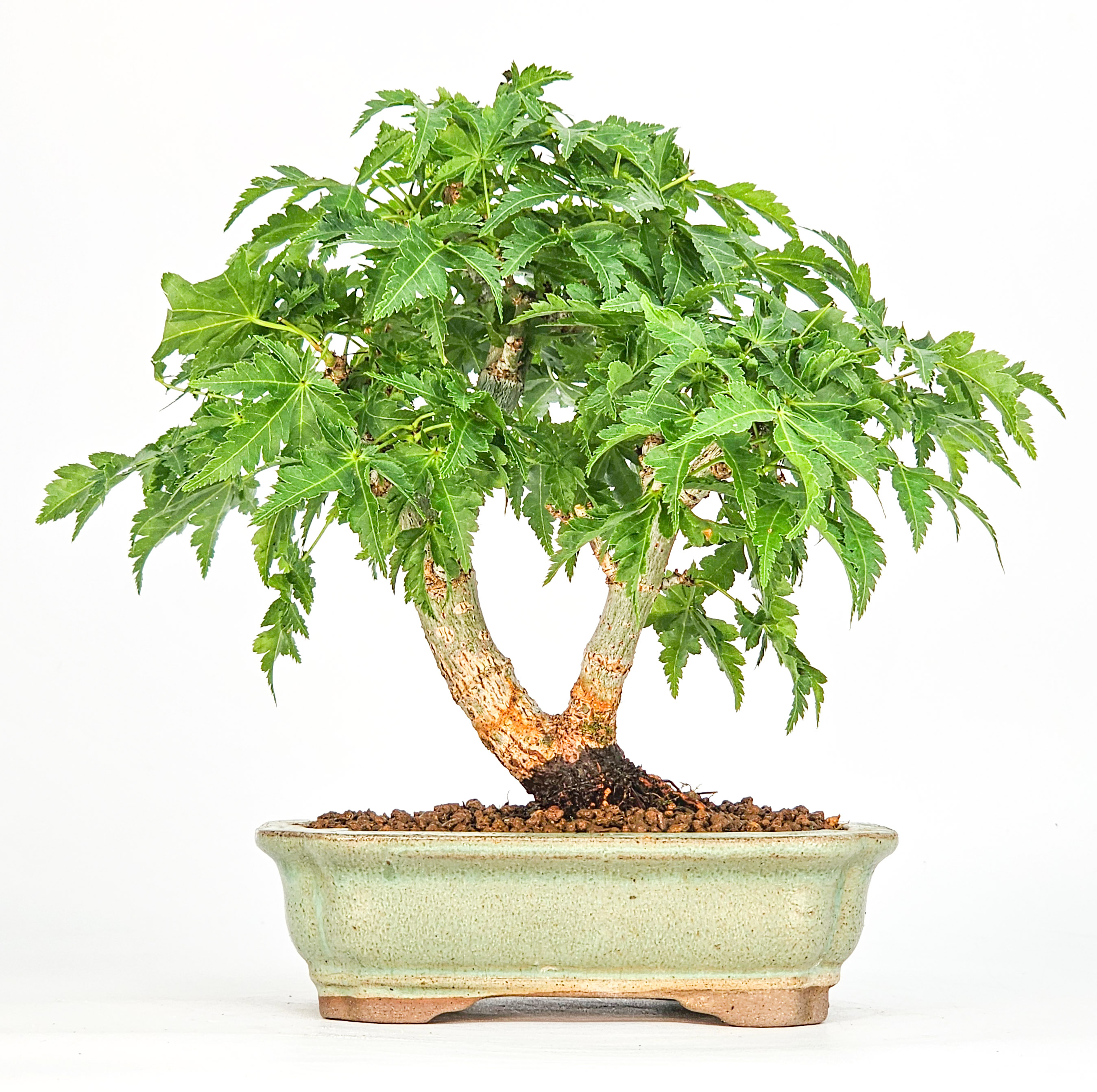 Bonsai Löwenkopfahorn- Acer palmatum Shishigashira Shohin 16cm