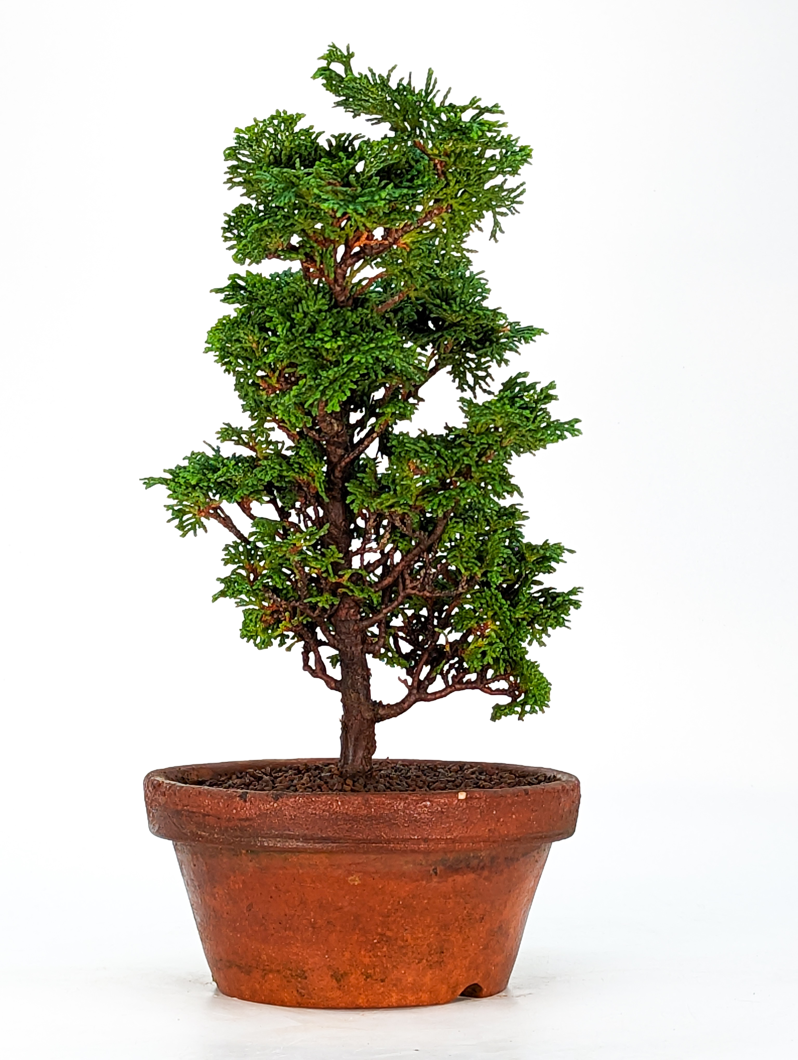 Bonsai Hinoki Scheinzypresse - chamaecyparis obtusa 25cm