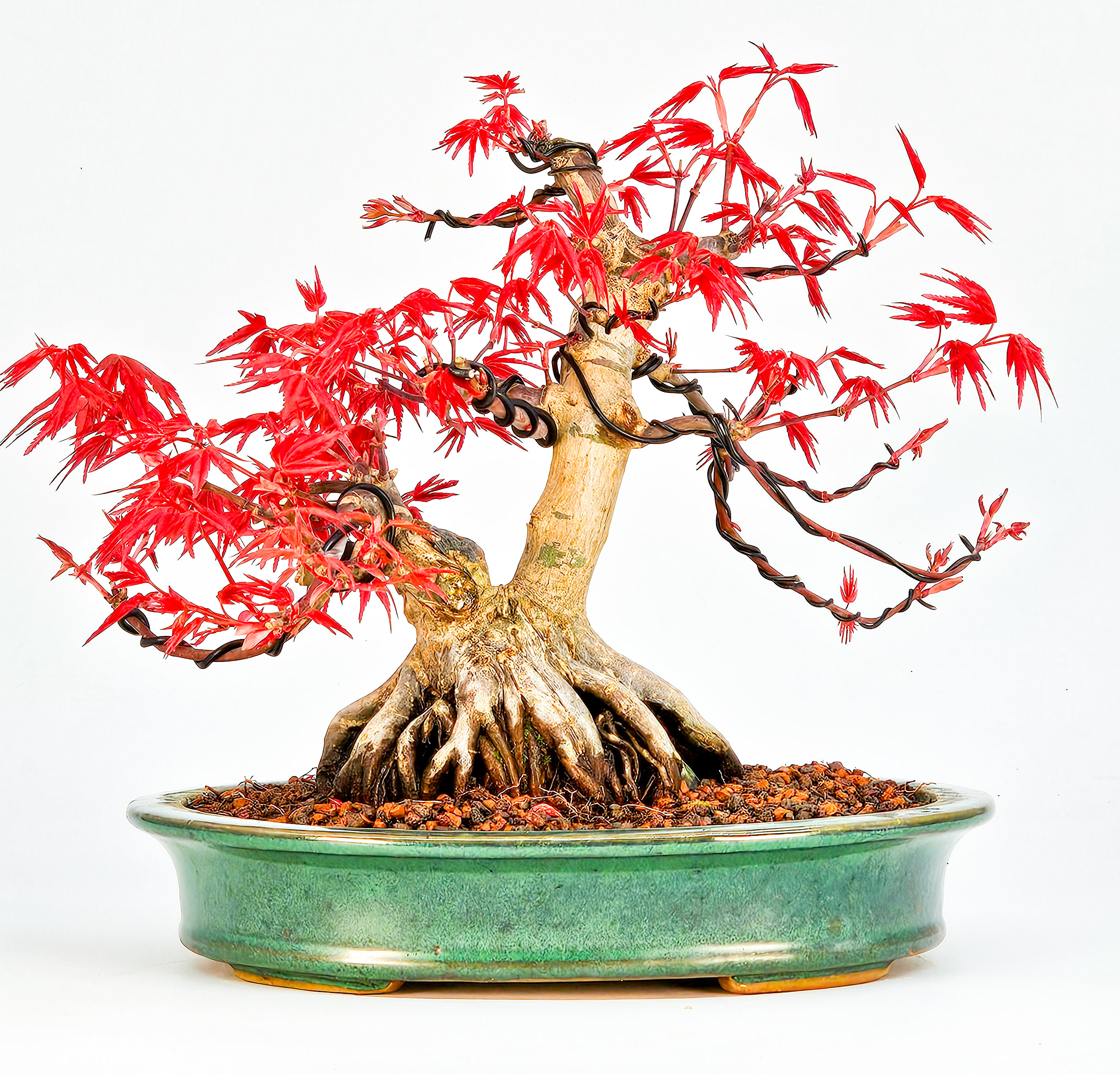 Bonsai Fächerahorn Acer palmatum Deshojo Ishizuki 16cm