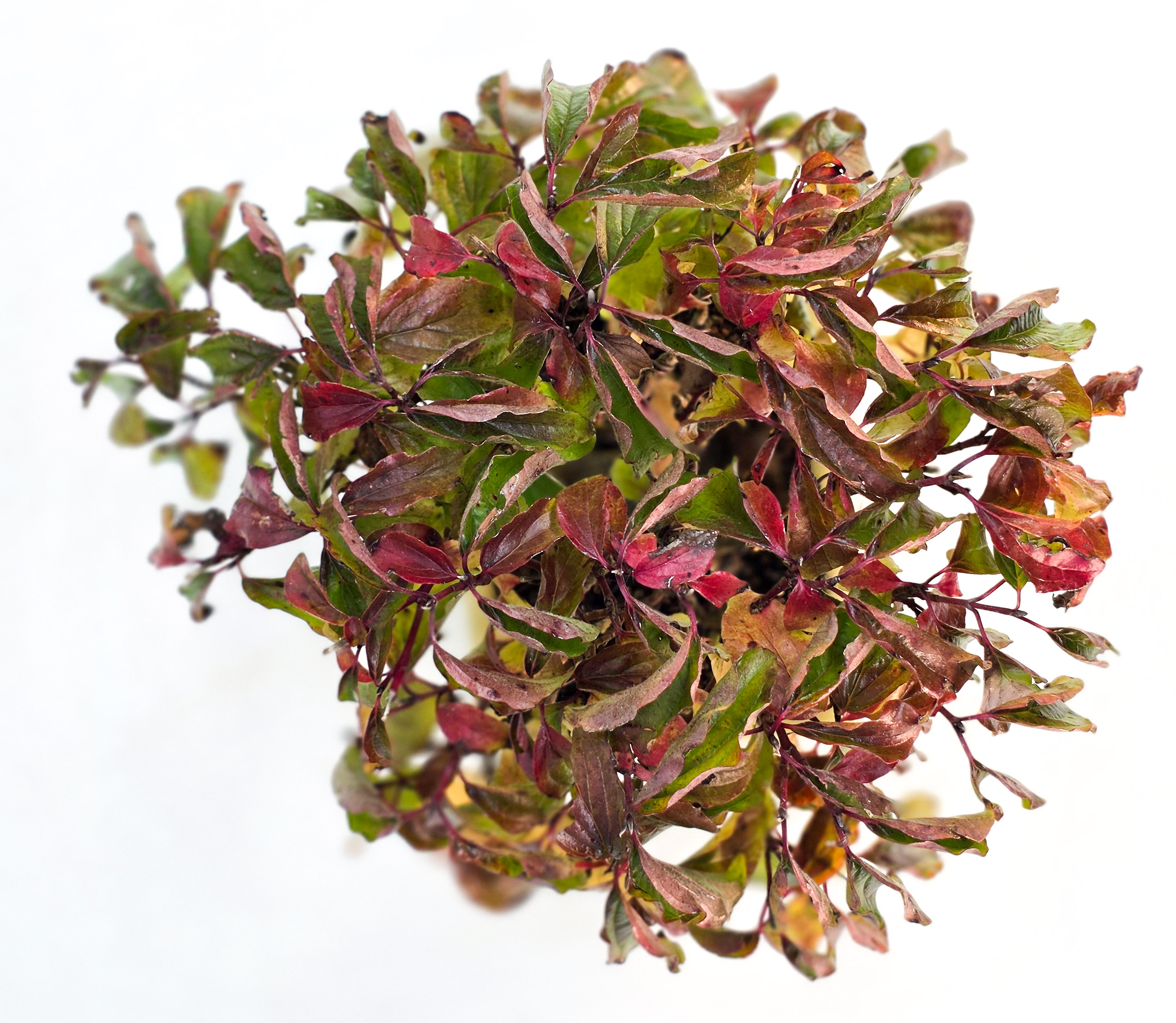 Bonsai Kornelkirsche - Cornus mas Shohin 15cm 