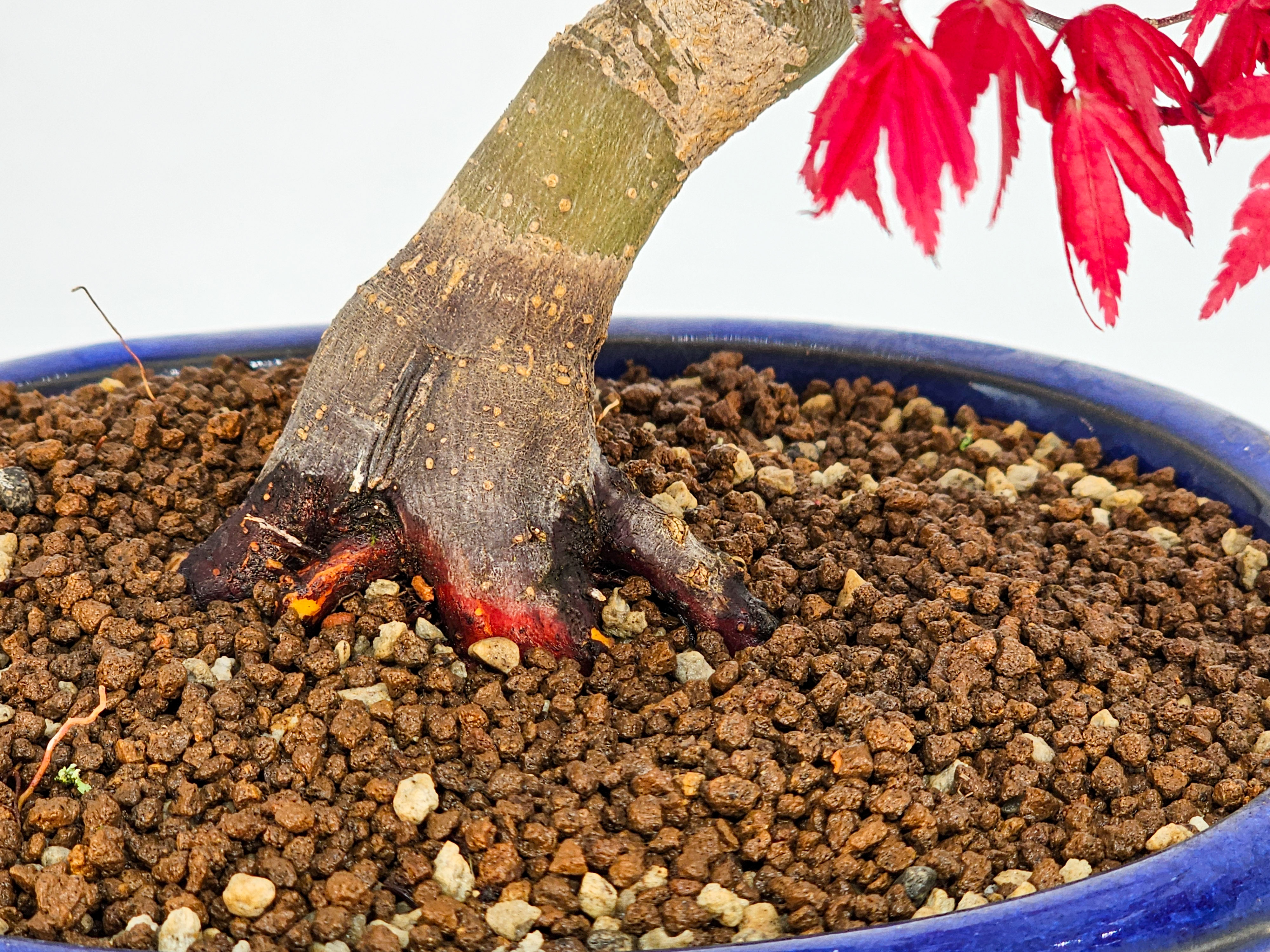 Bonsai Fächerahorn Acer palmatum Deshojo Shohin 20cm  
